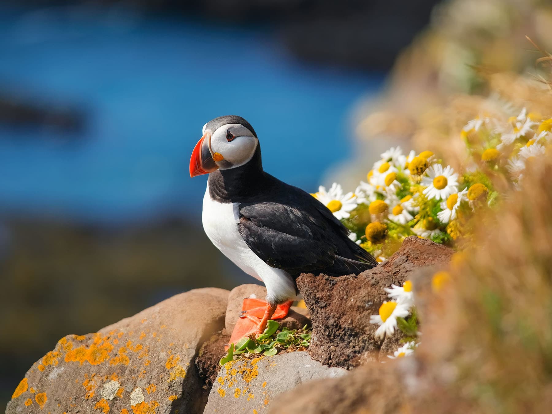 Puffin distribution