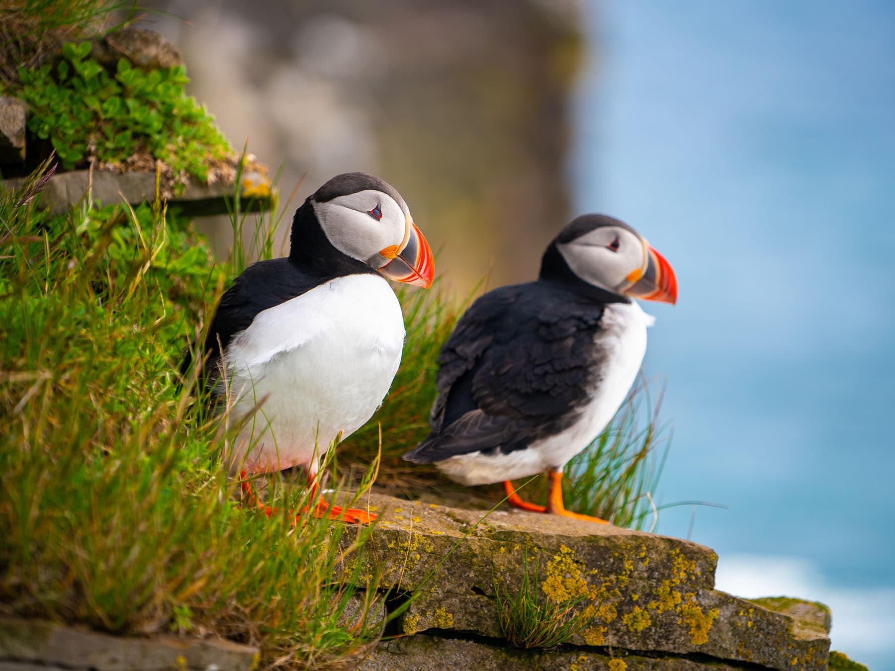 Puffin habitat