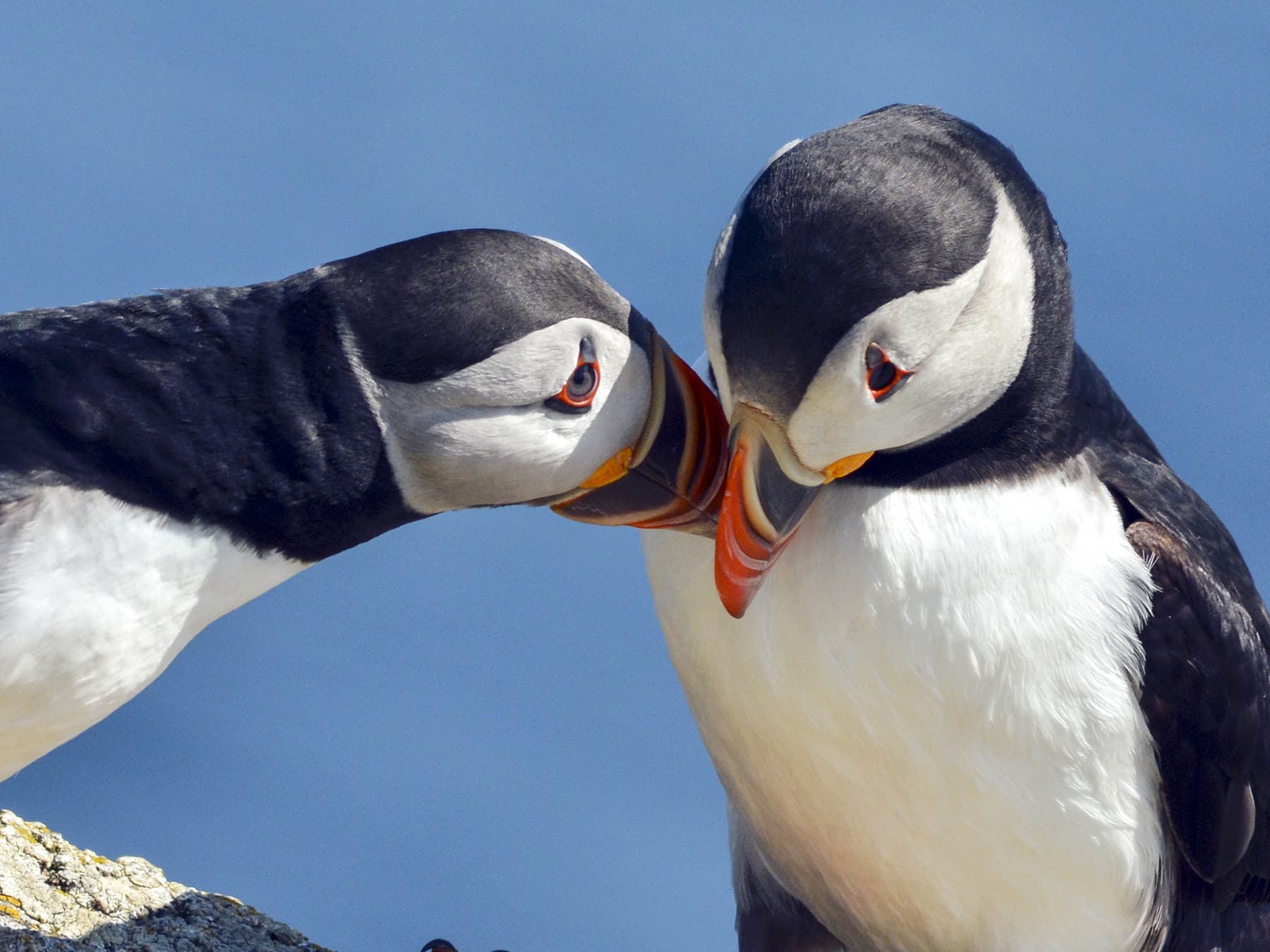 Puffin mates rubbing beaks together