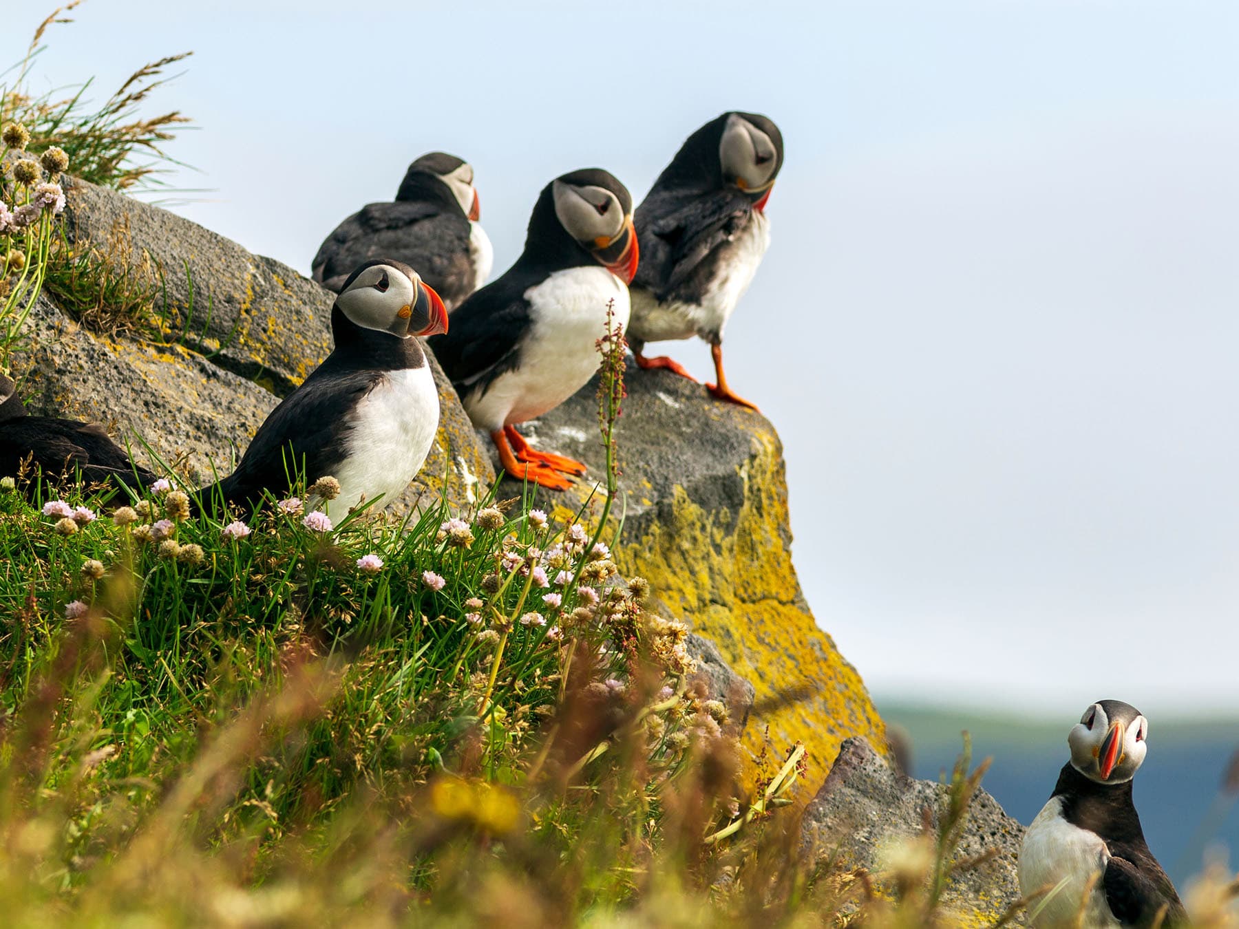 Puffin range