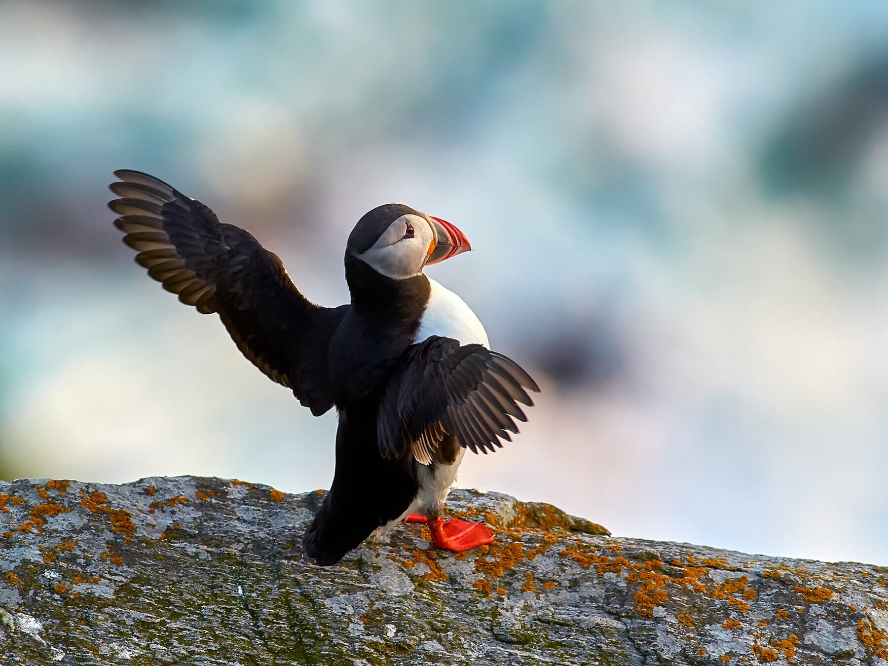 Puffin with spread wings