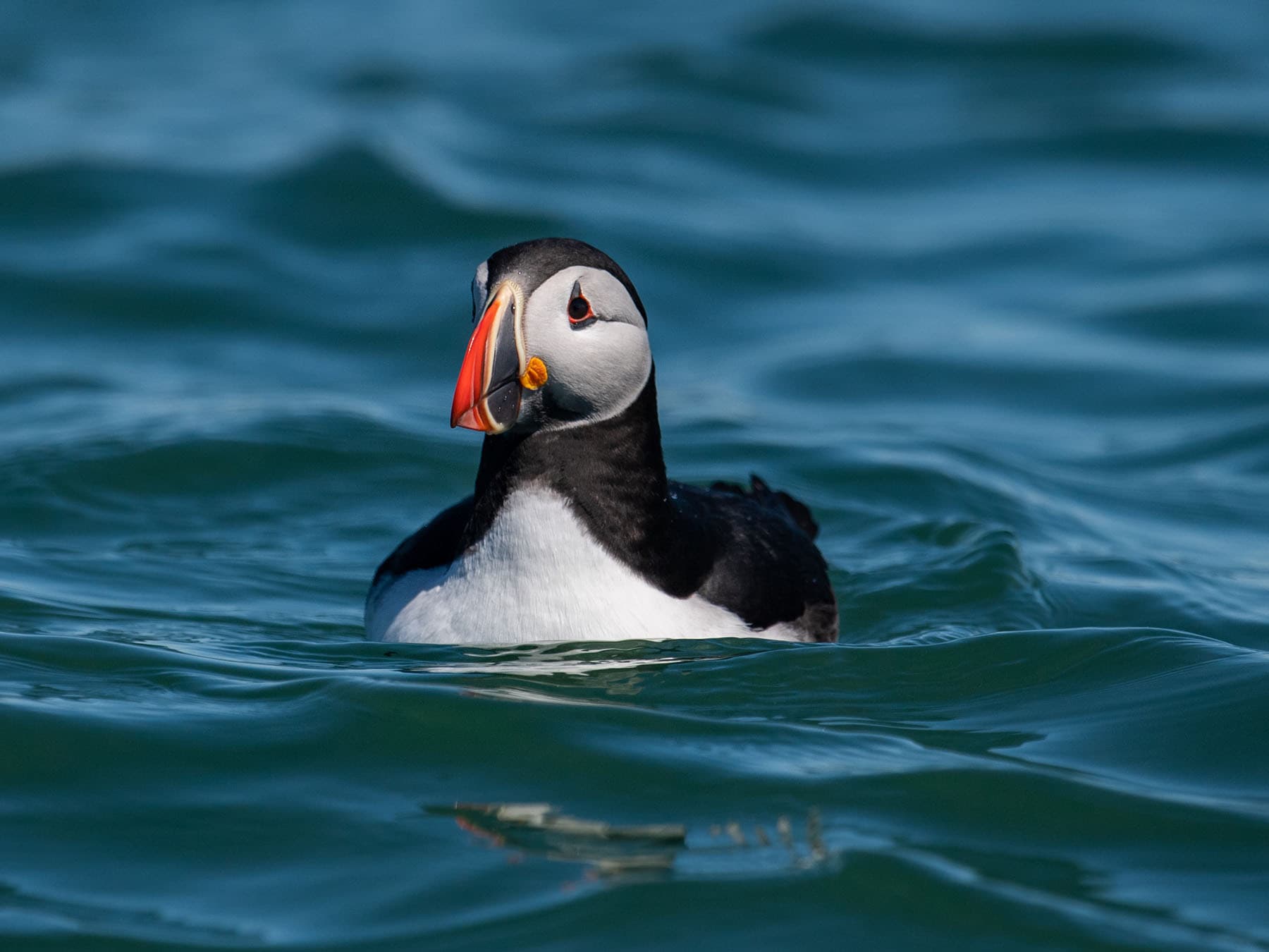 Puffin swimming