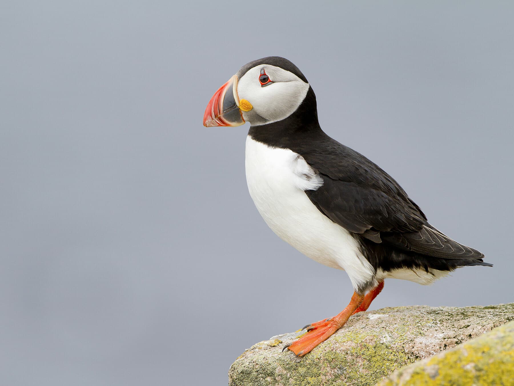 Atlantic Puffin