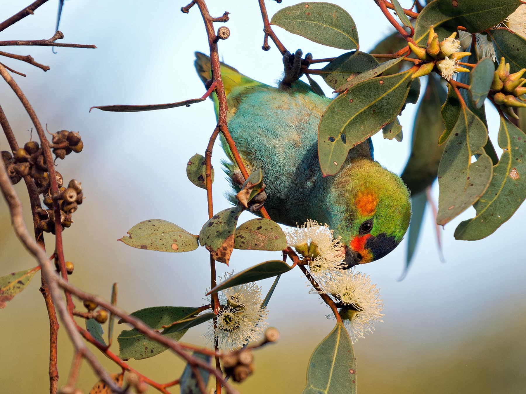 Purple-crowned Lorikeet feeding on nectar