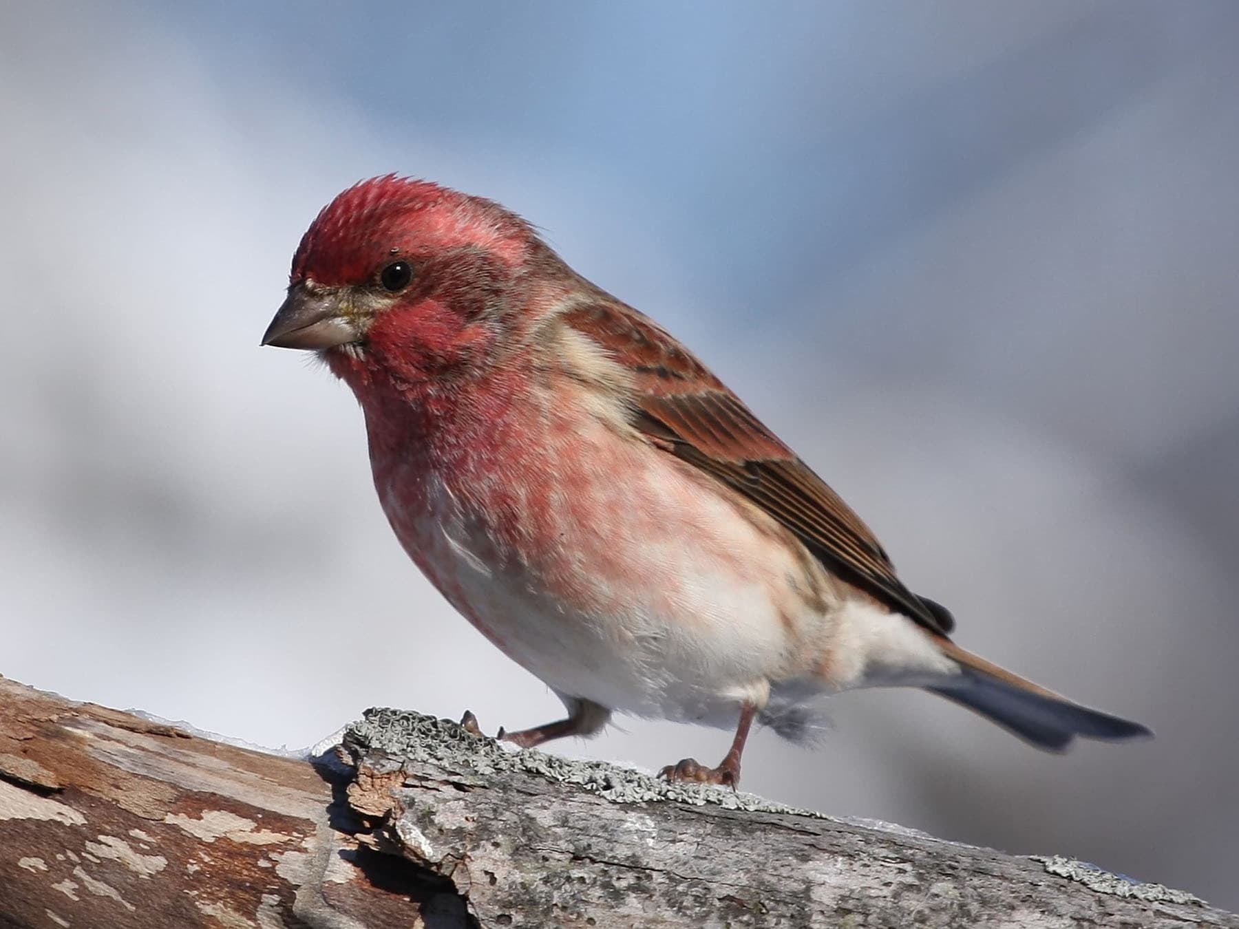 Purple finch close up