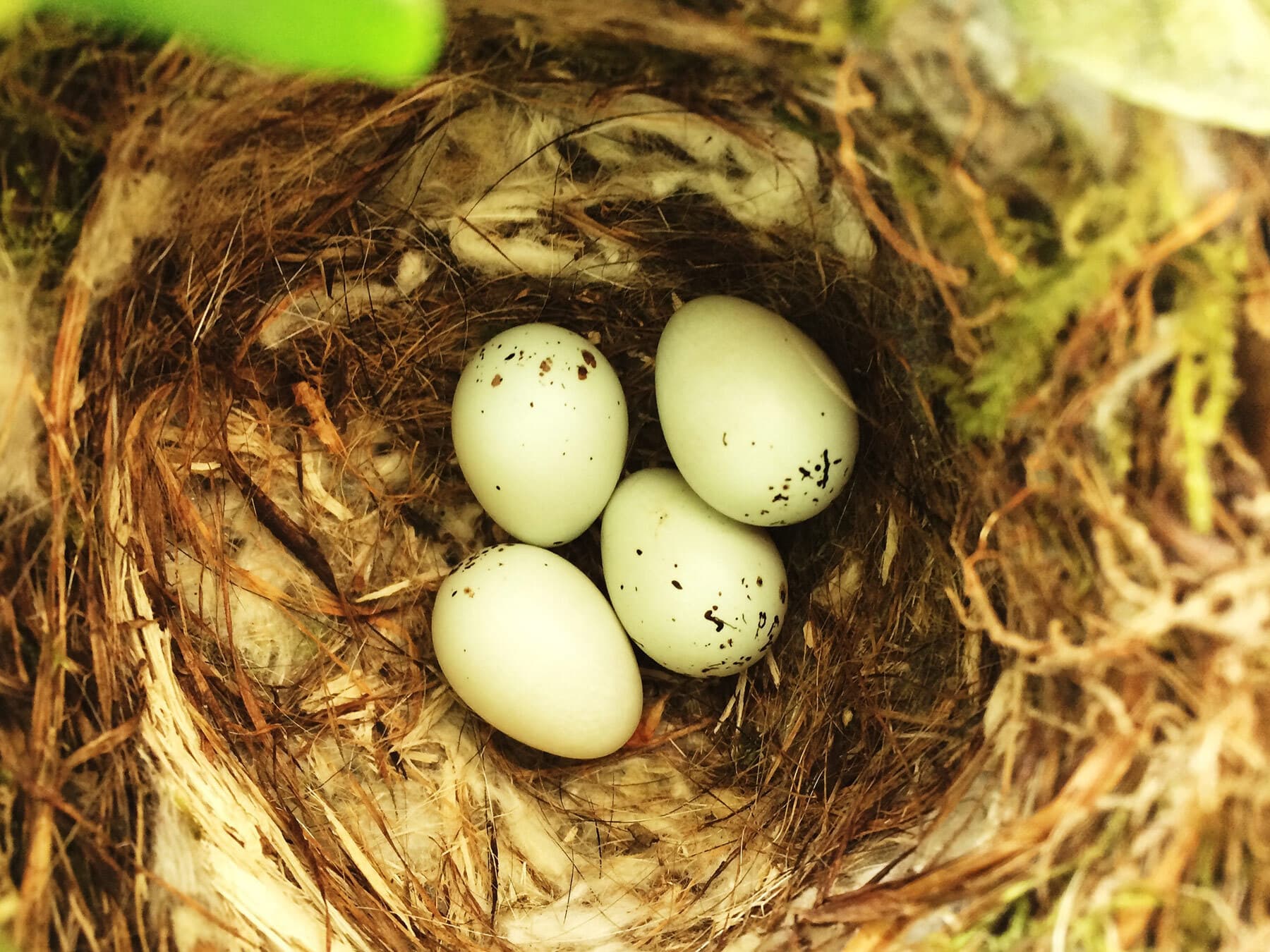 Purple finch nest with eggs