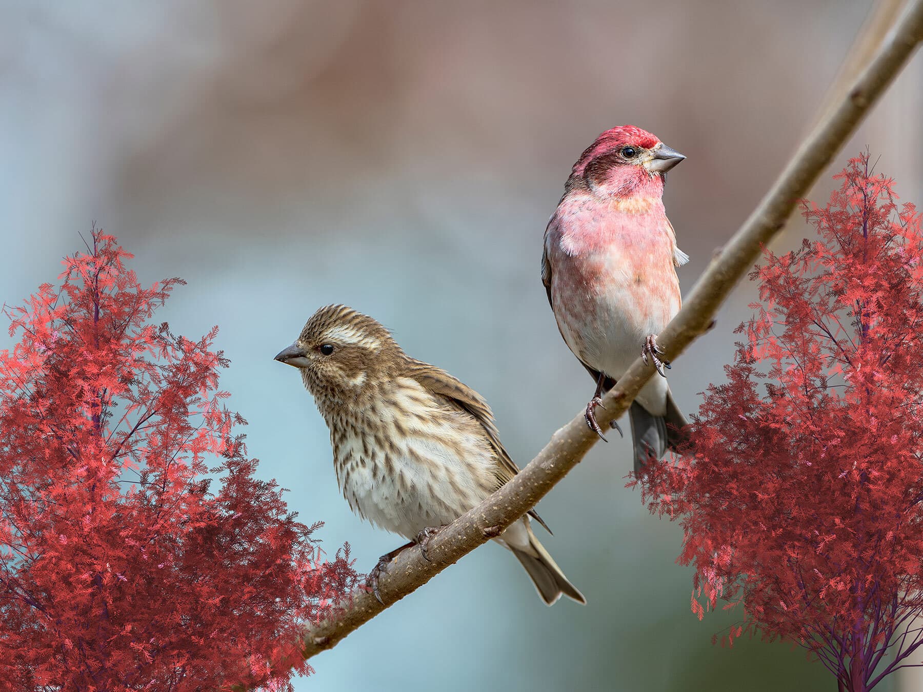 Purple finch pair