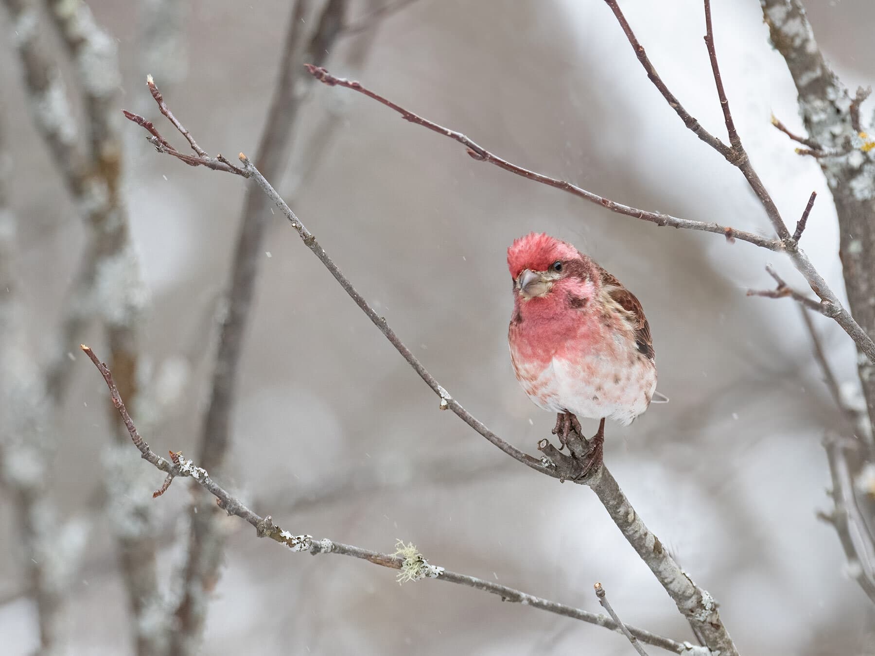 Purple finch winter