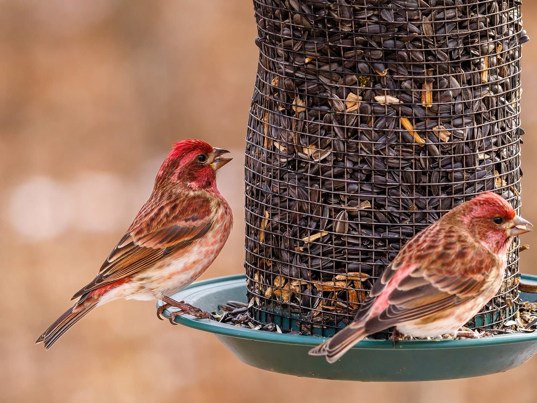 Purple finches at feeder
