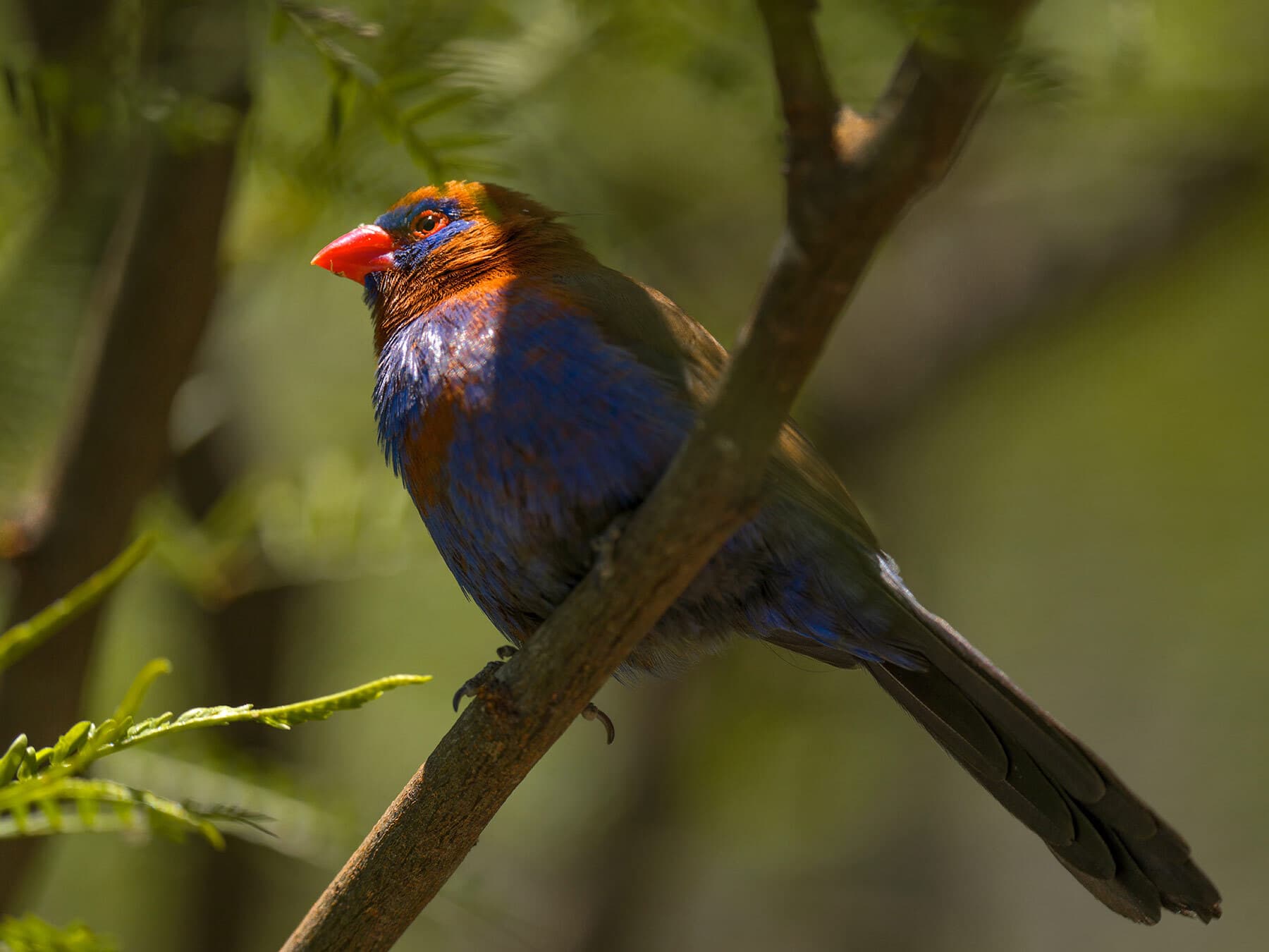 Male Purple Grenadier