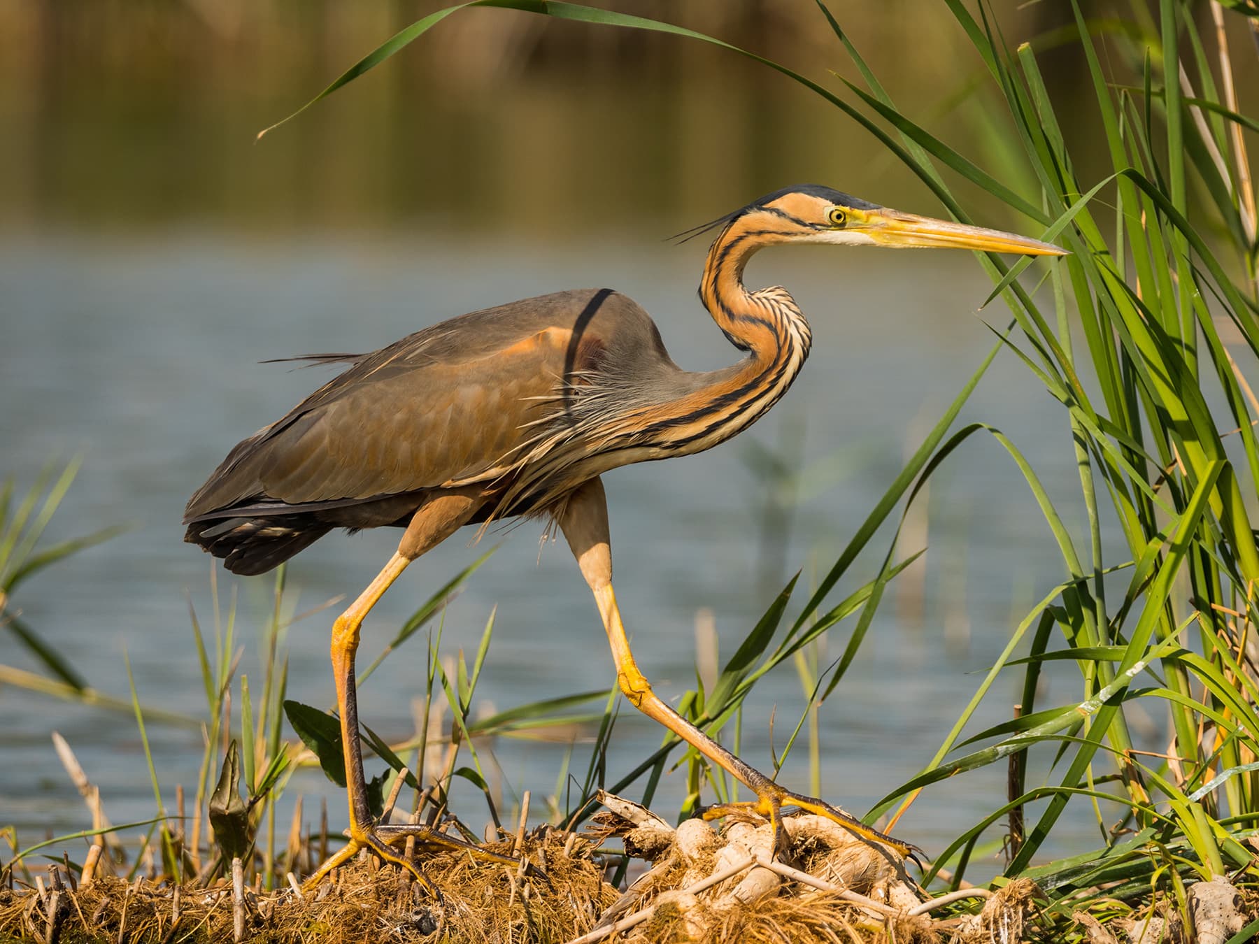 Purple Heron