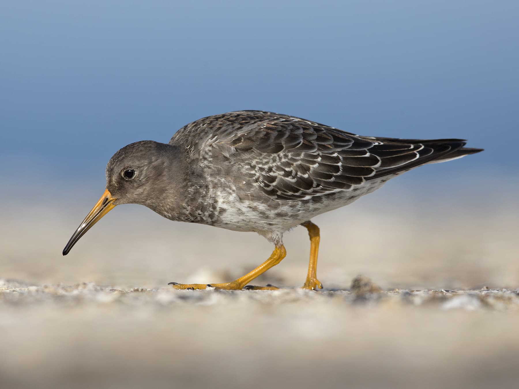 Purple Sandpiper