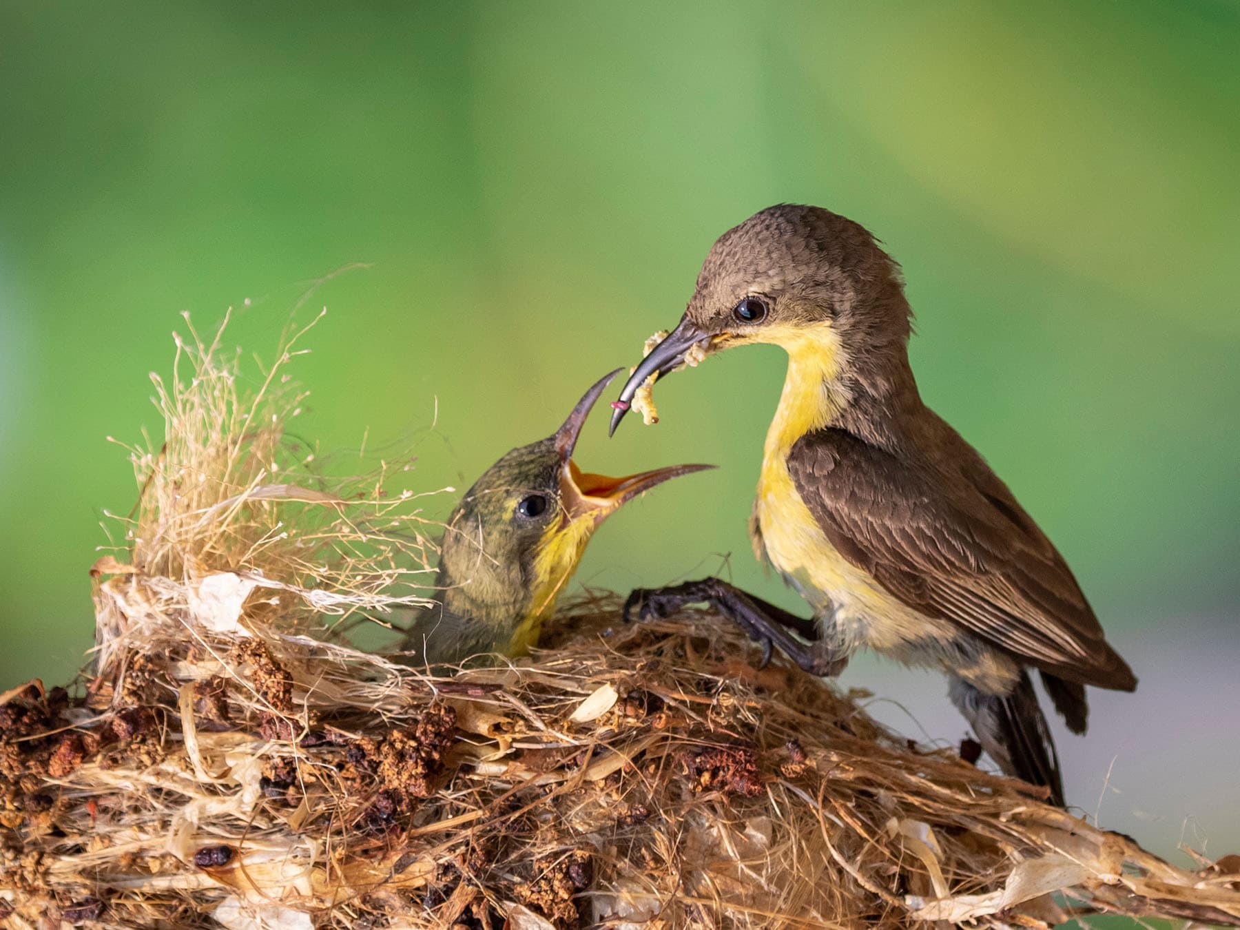 Purple sunbird feeding chick