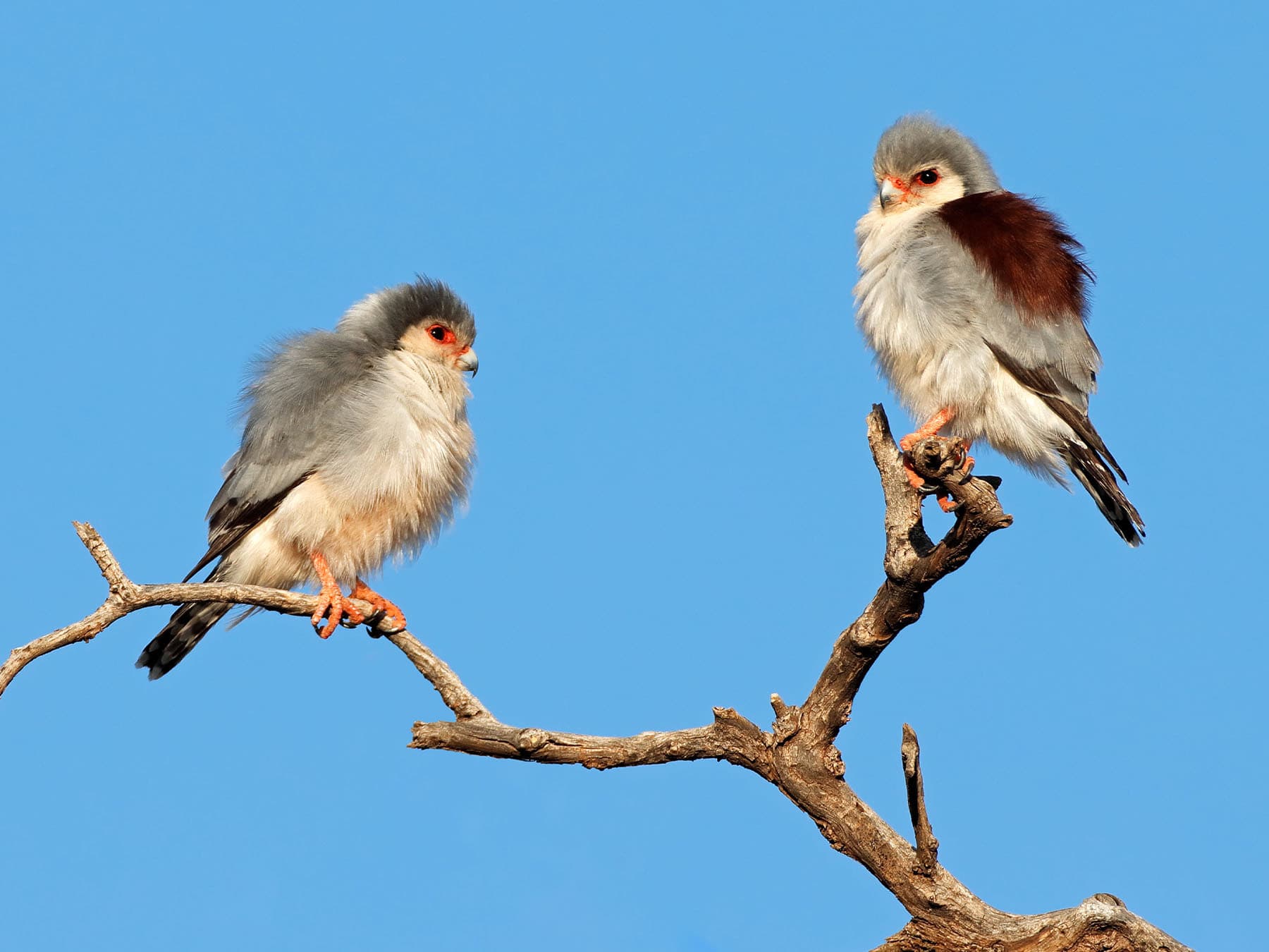 Pygmy Falcon Male (left) and Female (right)