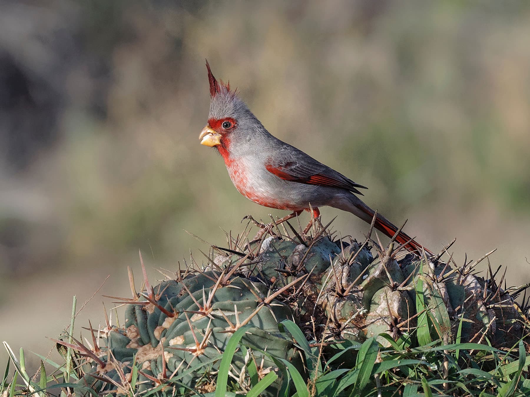 Pyrrhuloxia texas