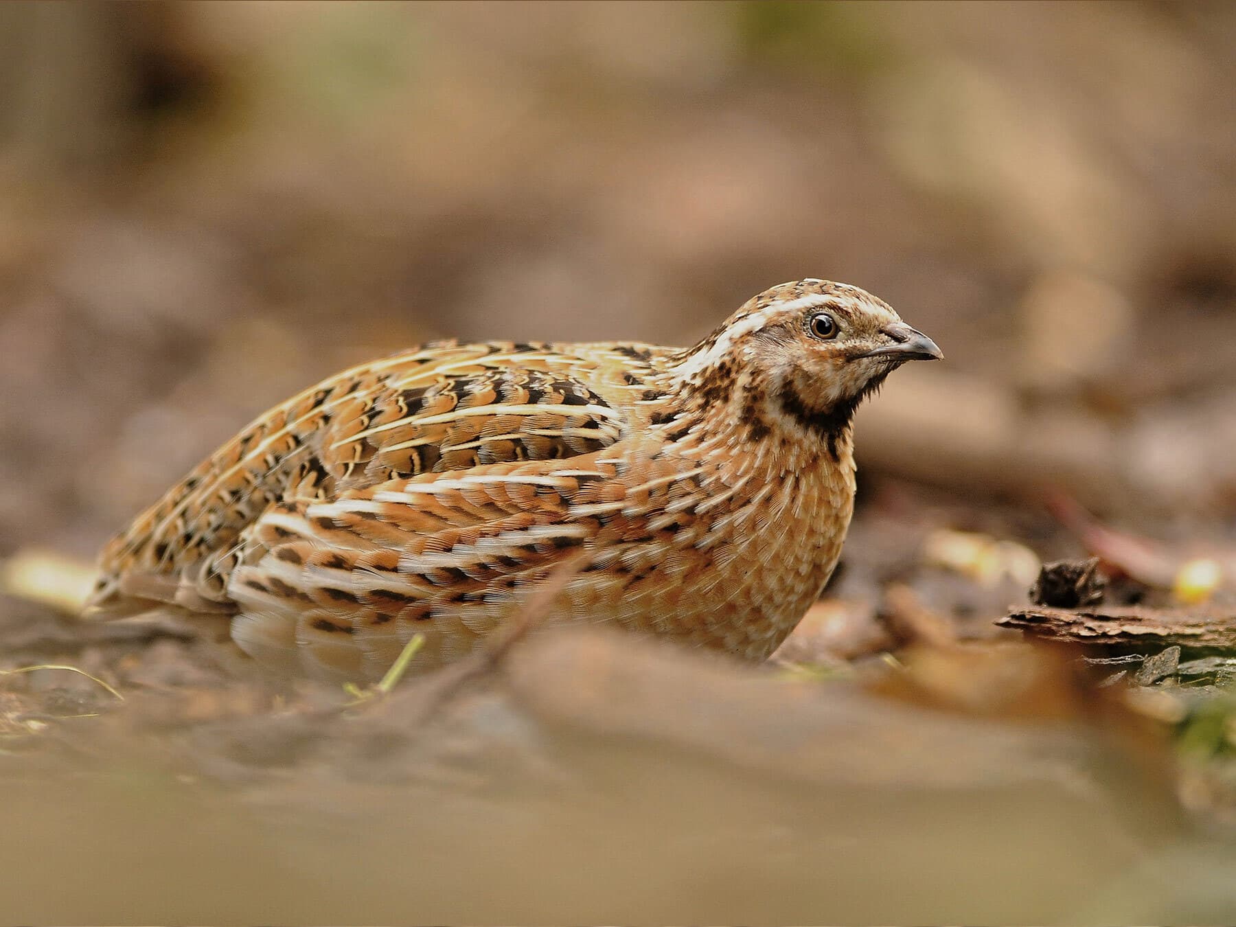 Quail camouflage