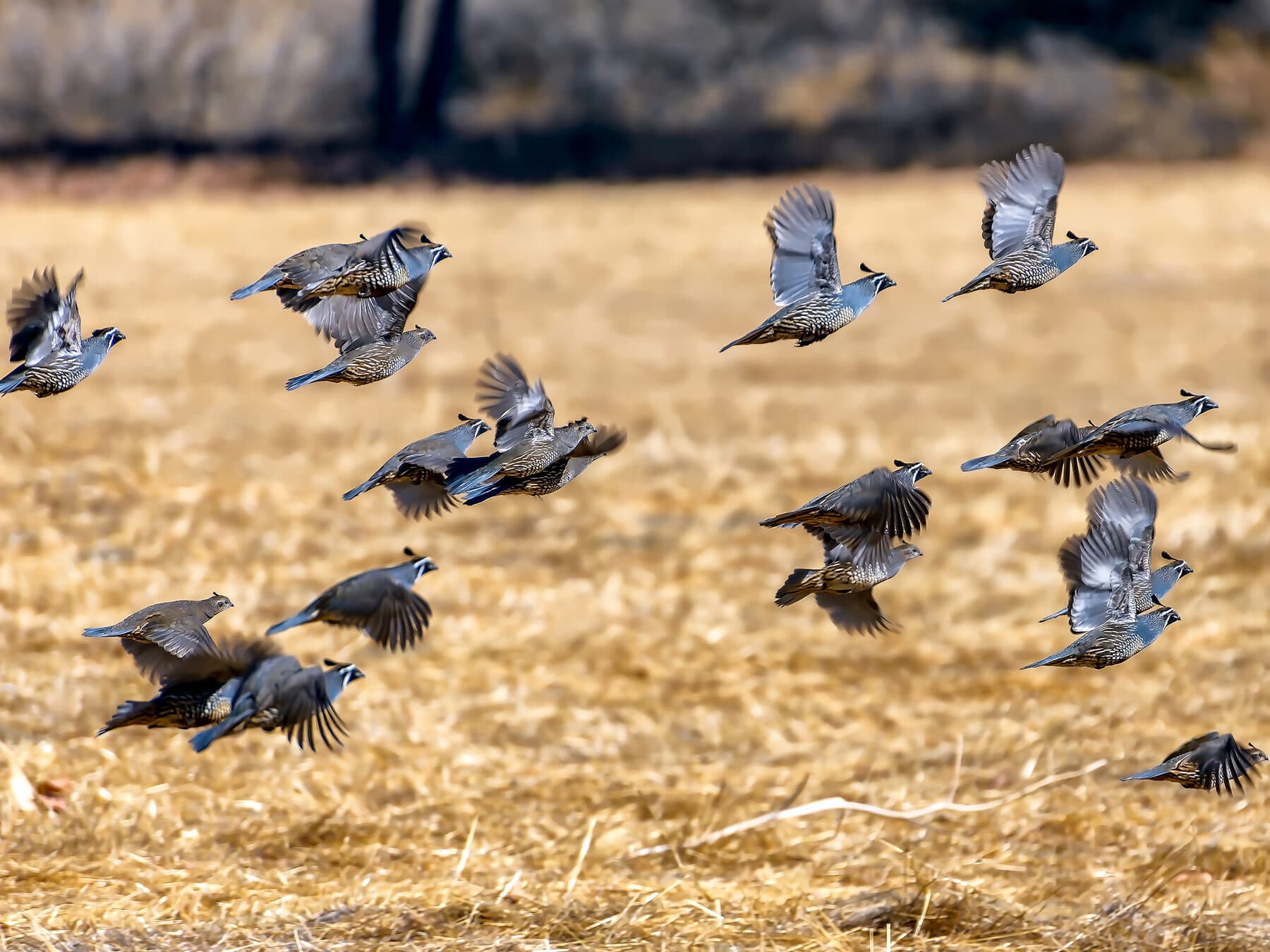 Quail in flight