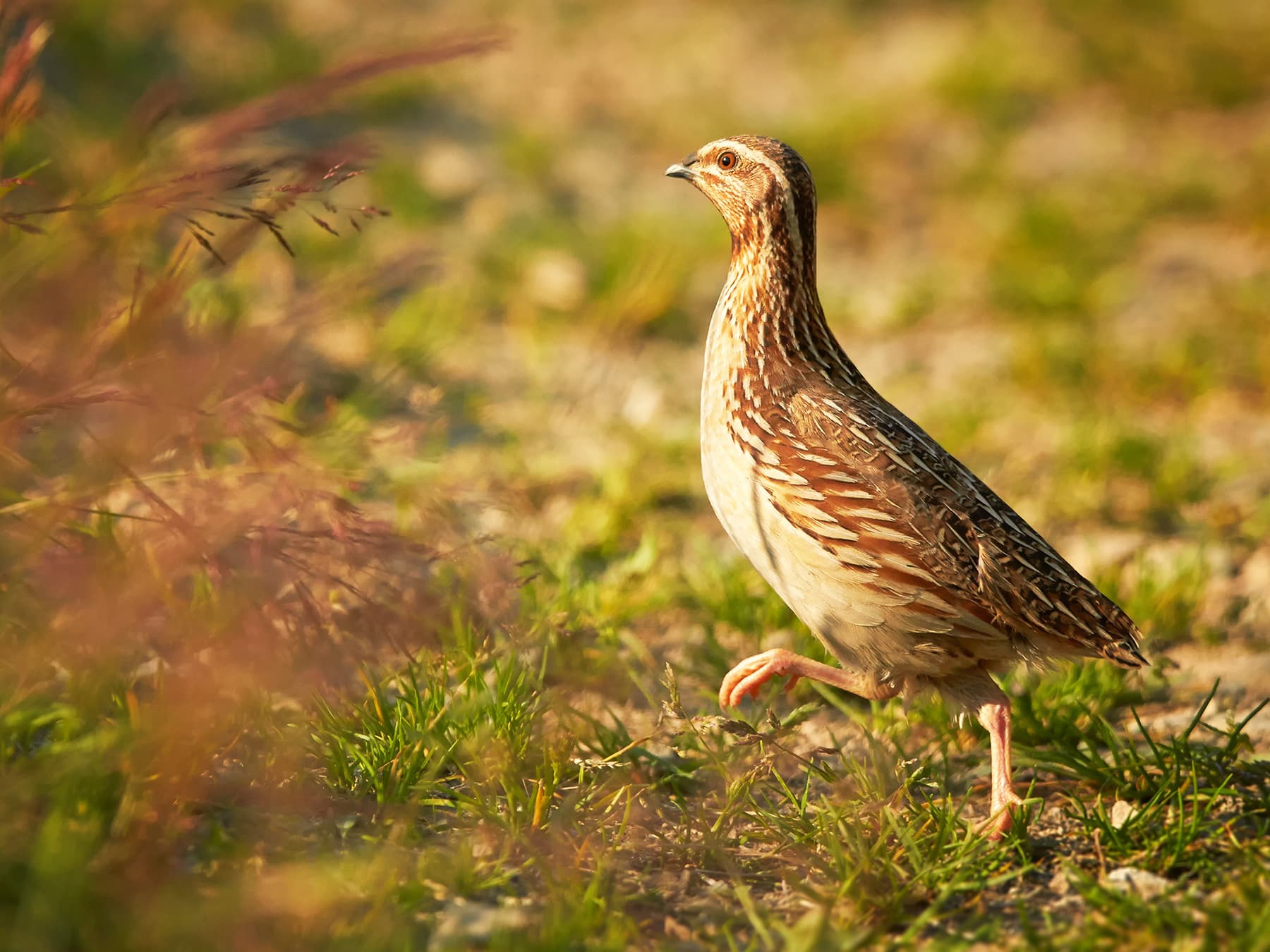 Quail searching for food in grassland