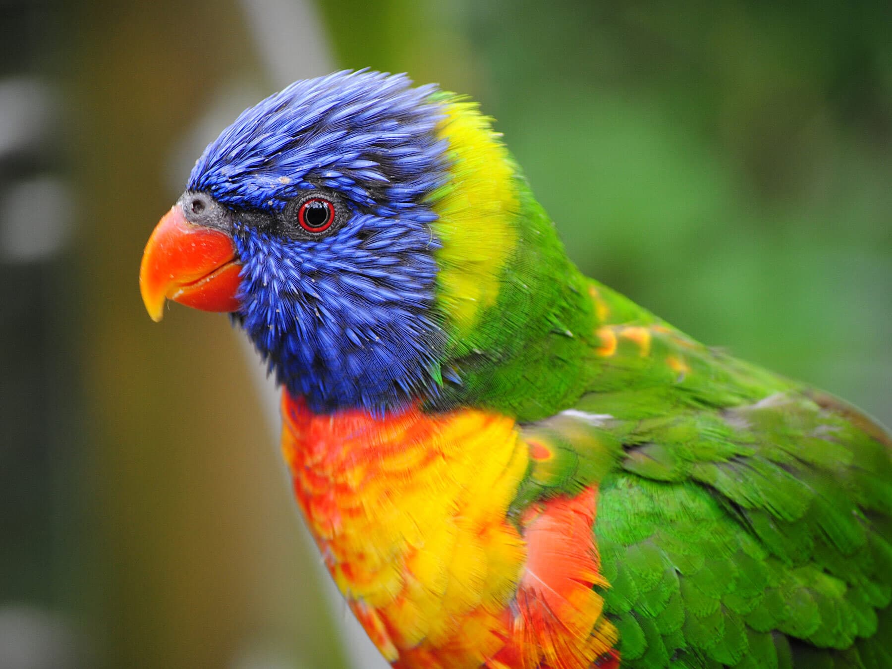 A close up portrait of a Rainbow Lorikeet
