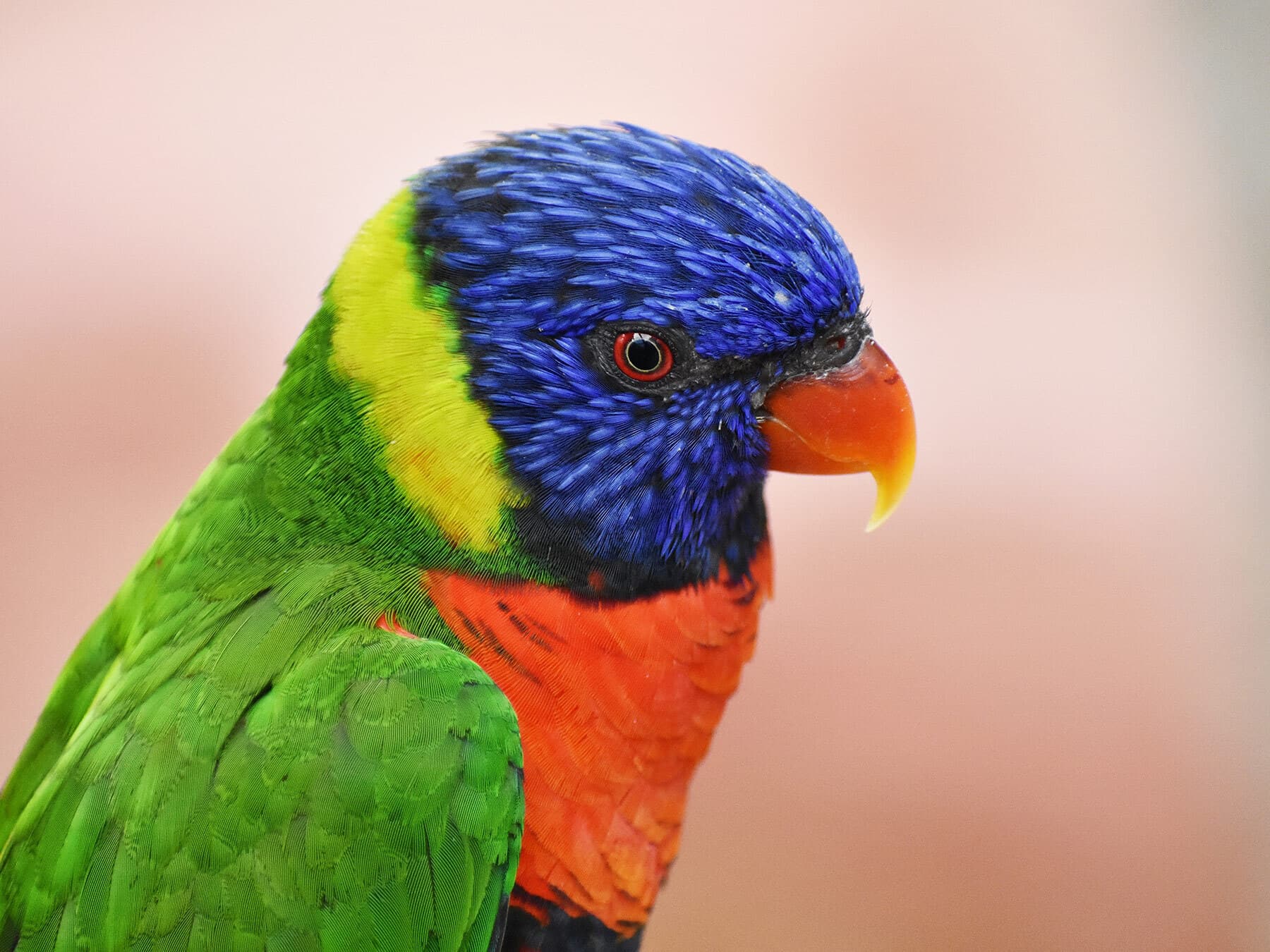 Rainbow lorikeet close up
