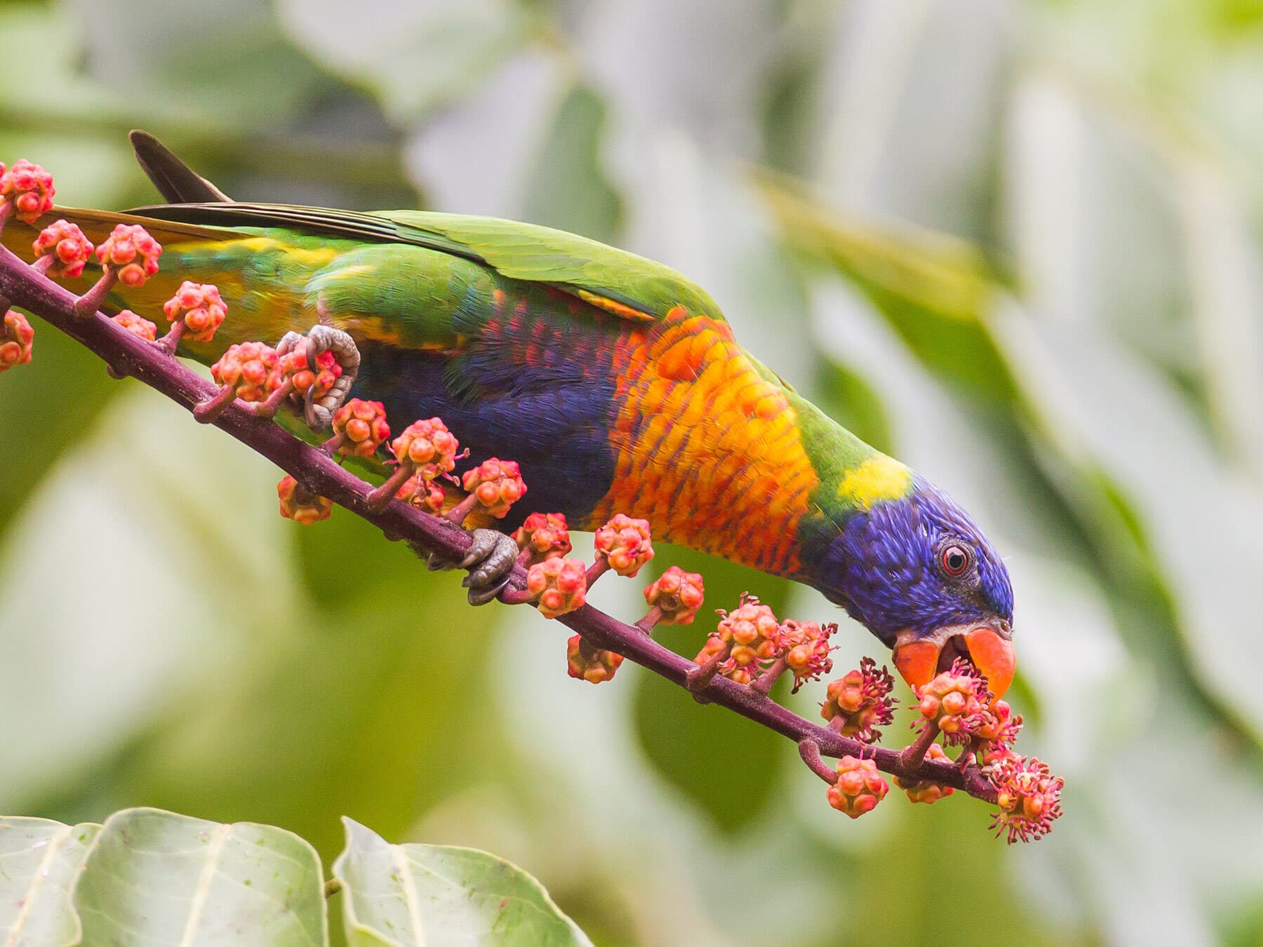 Rainbow lorikeet eating berries
