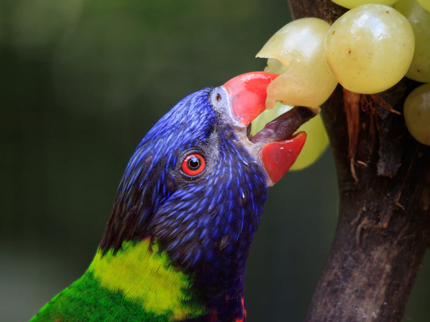 A Rainbow Lorikeet eating grapes