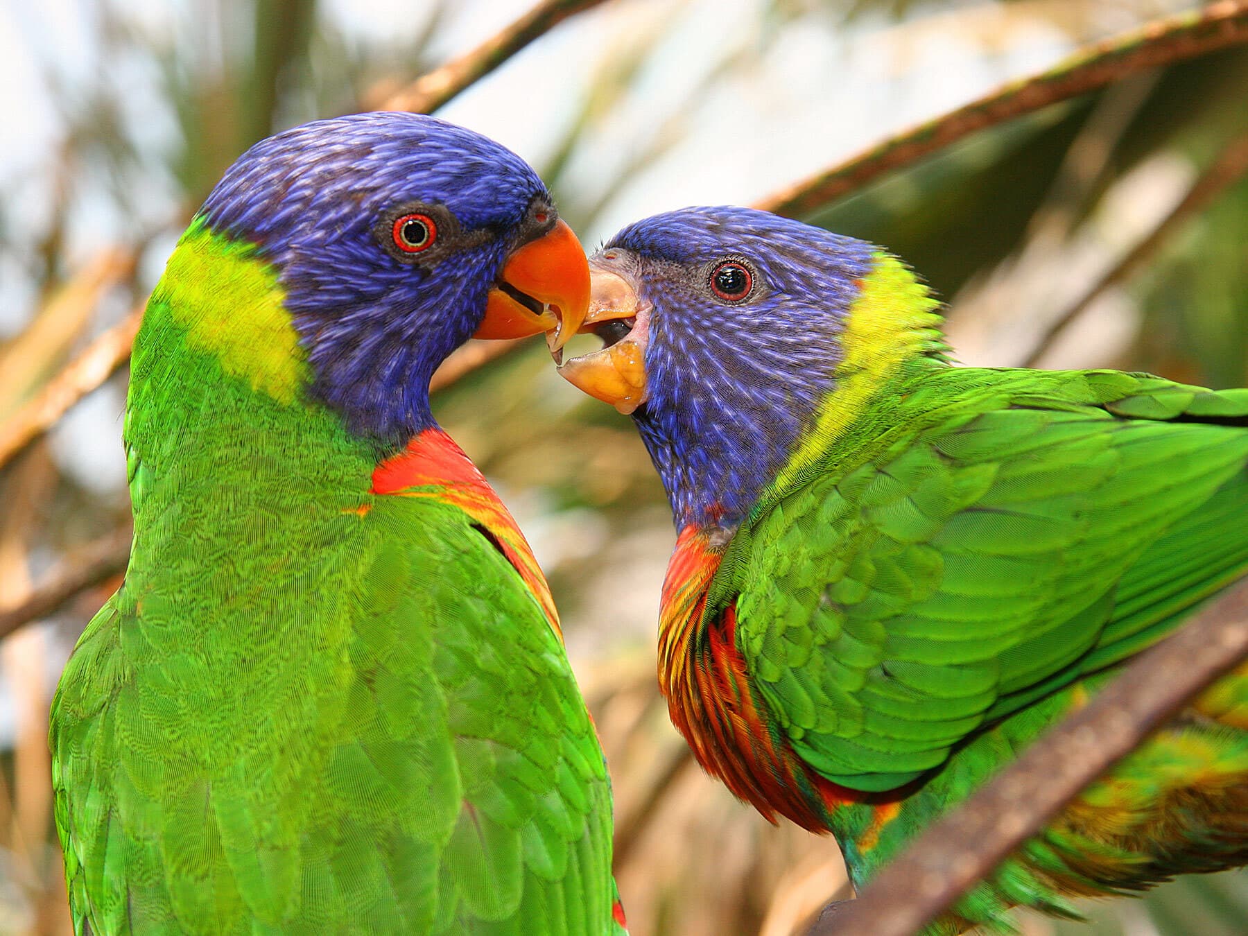 Rainbow lorikeet feeding chick