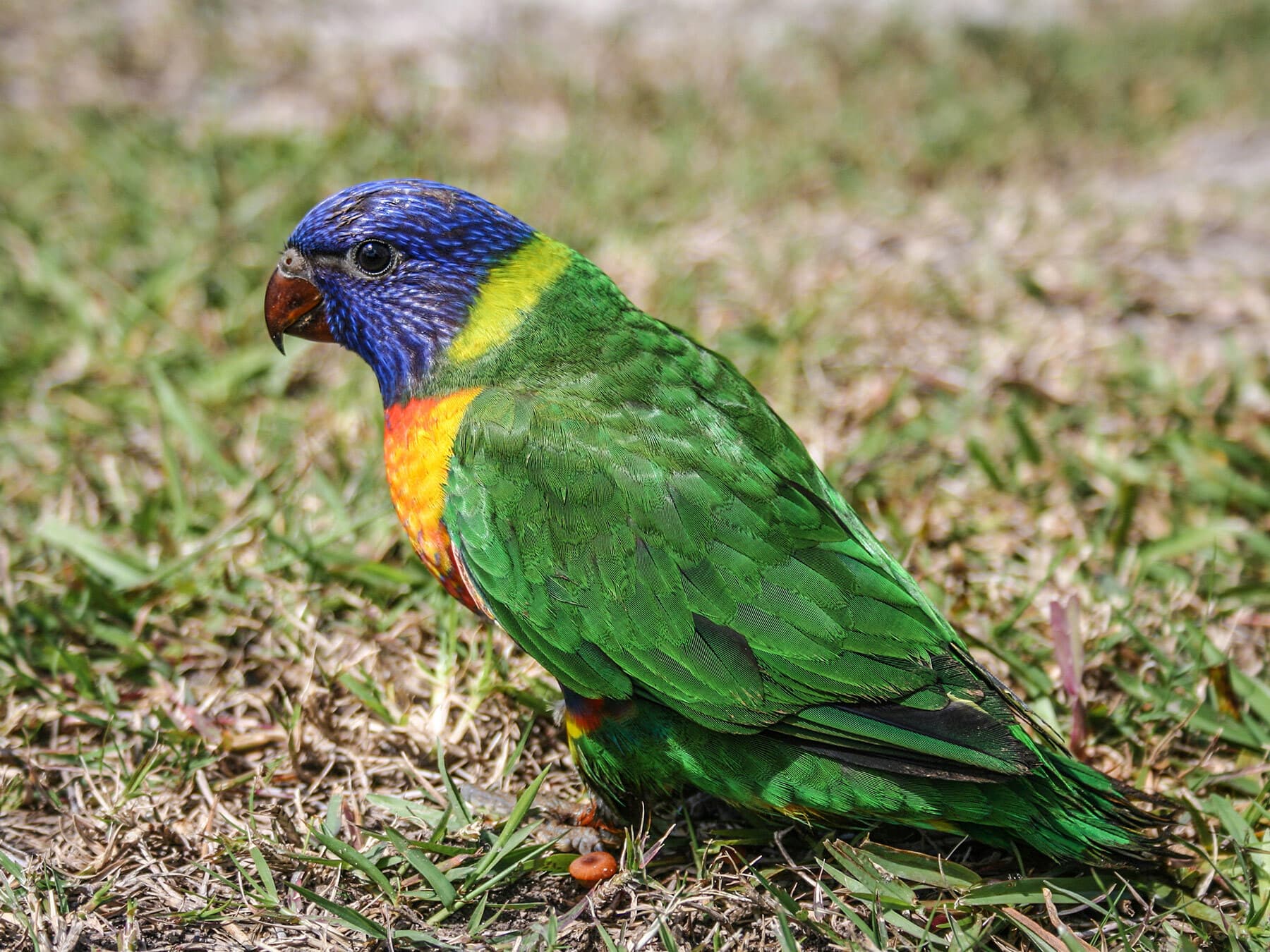 Rainbow lorikeet fledgling