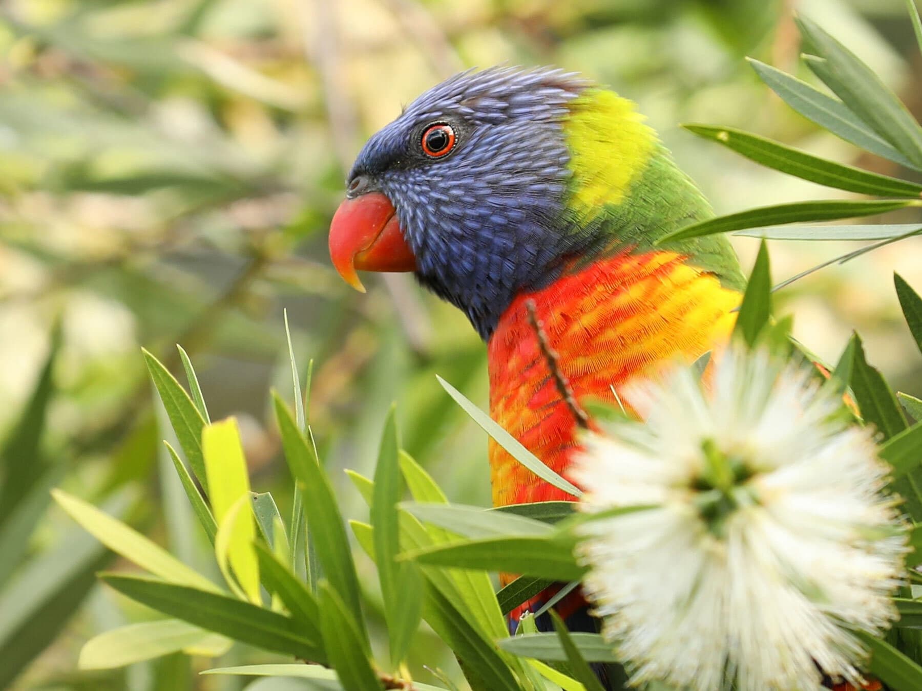 Rainbow lorikeet nectar