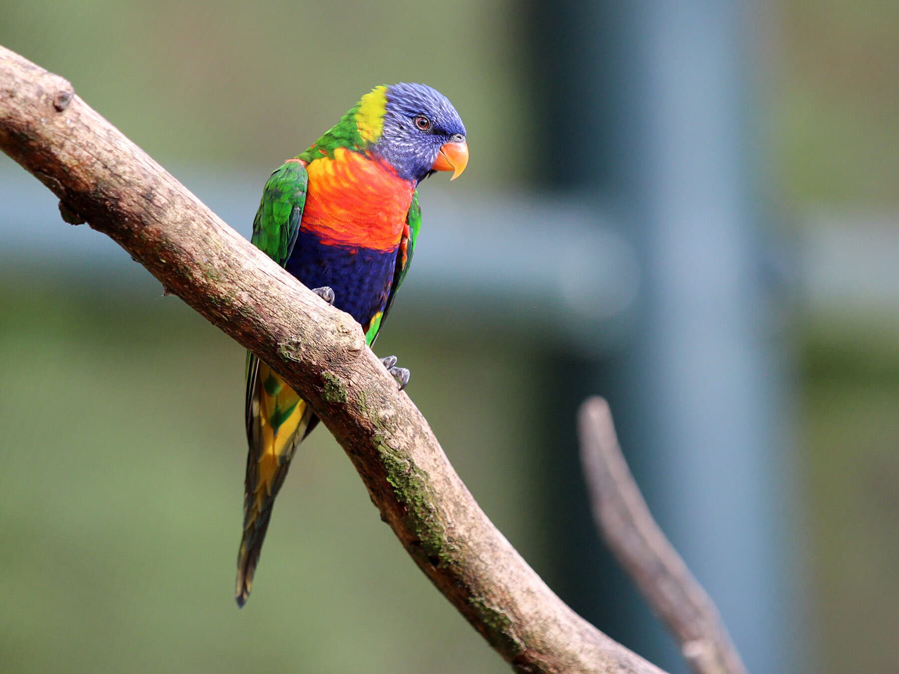 Rainbow Lorikeet perched on a tree branch