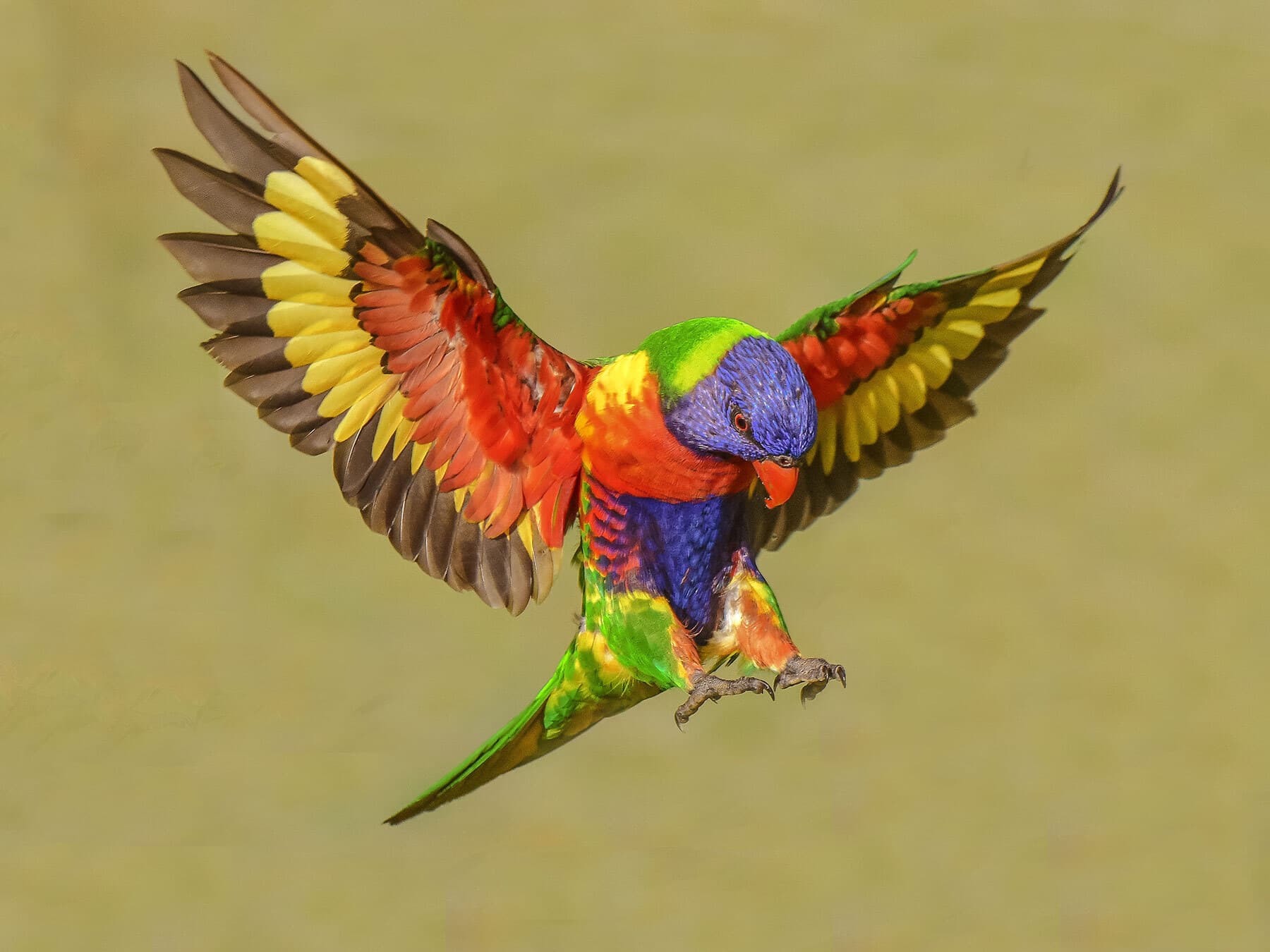 Old World Parrots
