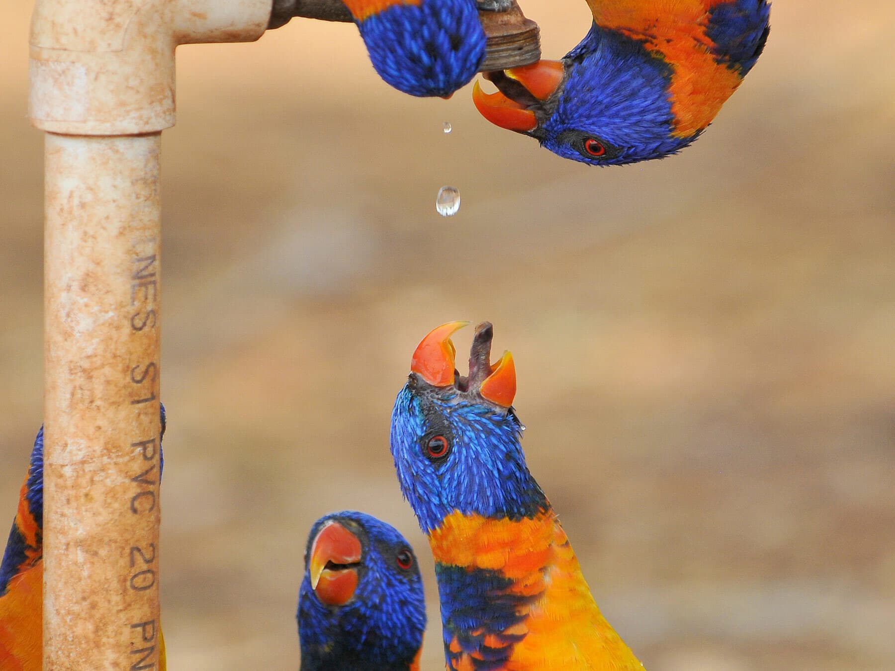 Rainbow lorikeets drinking