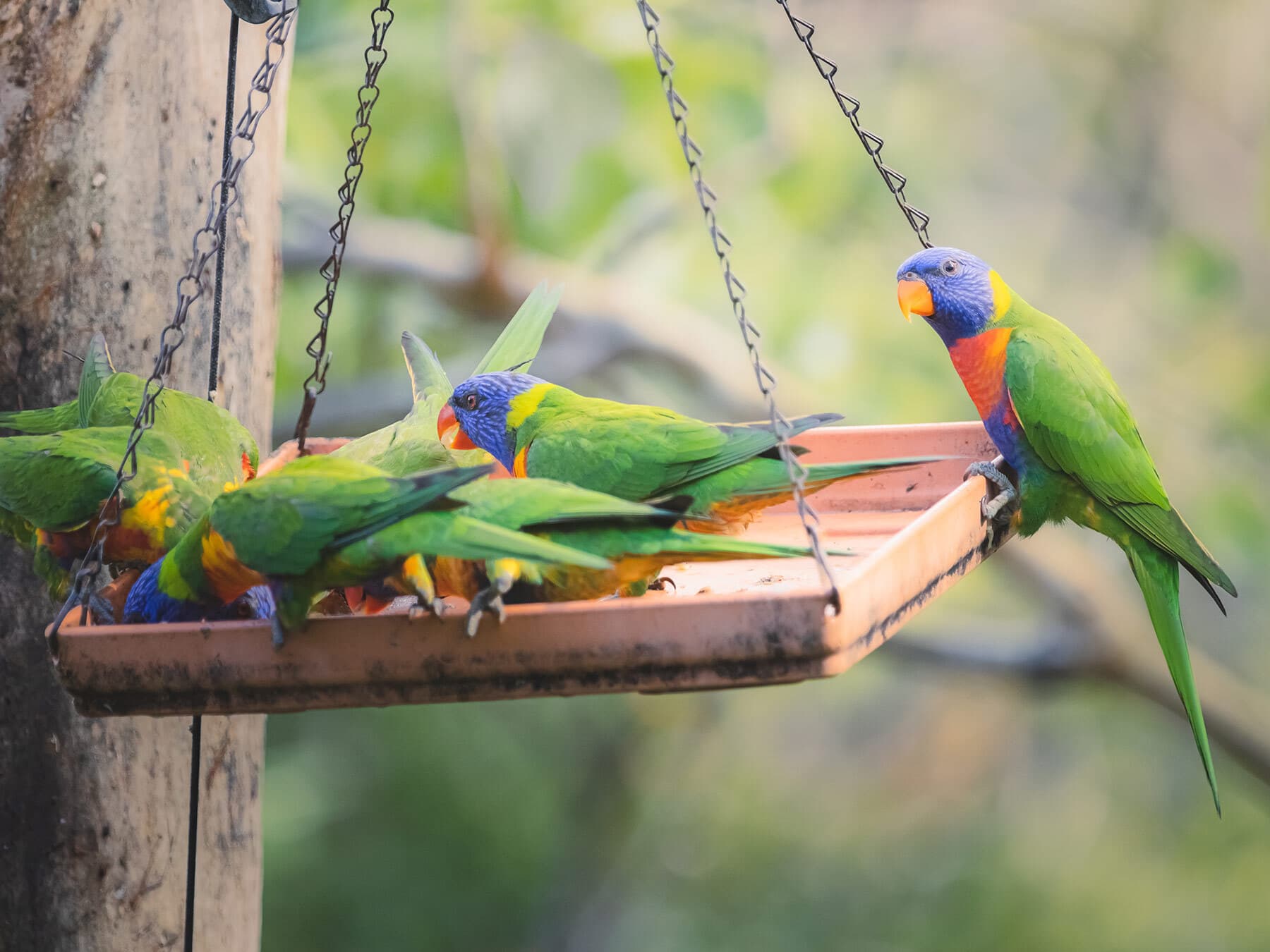 Rainbow lorikeets eating from bird feeder