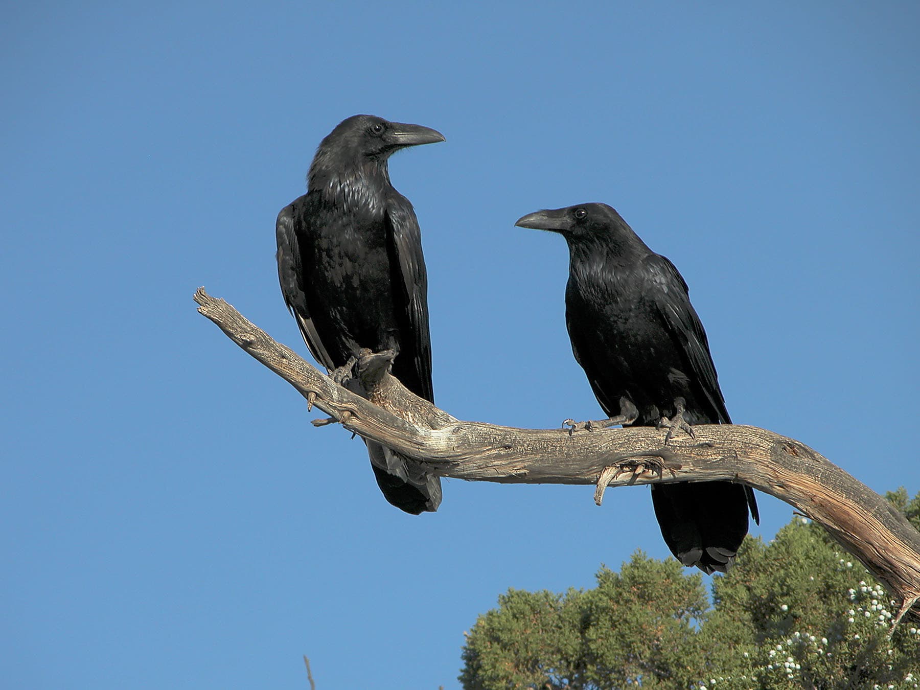 Raven breeding pair