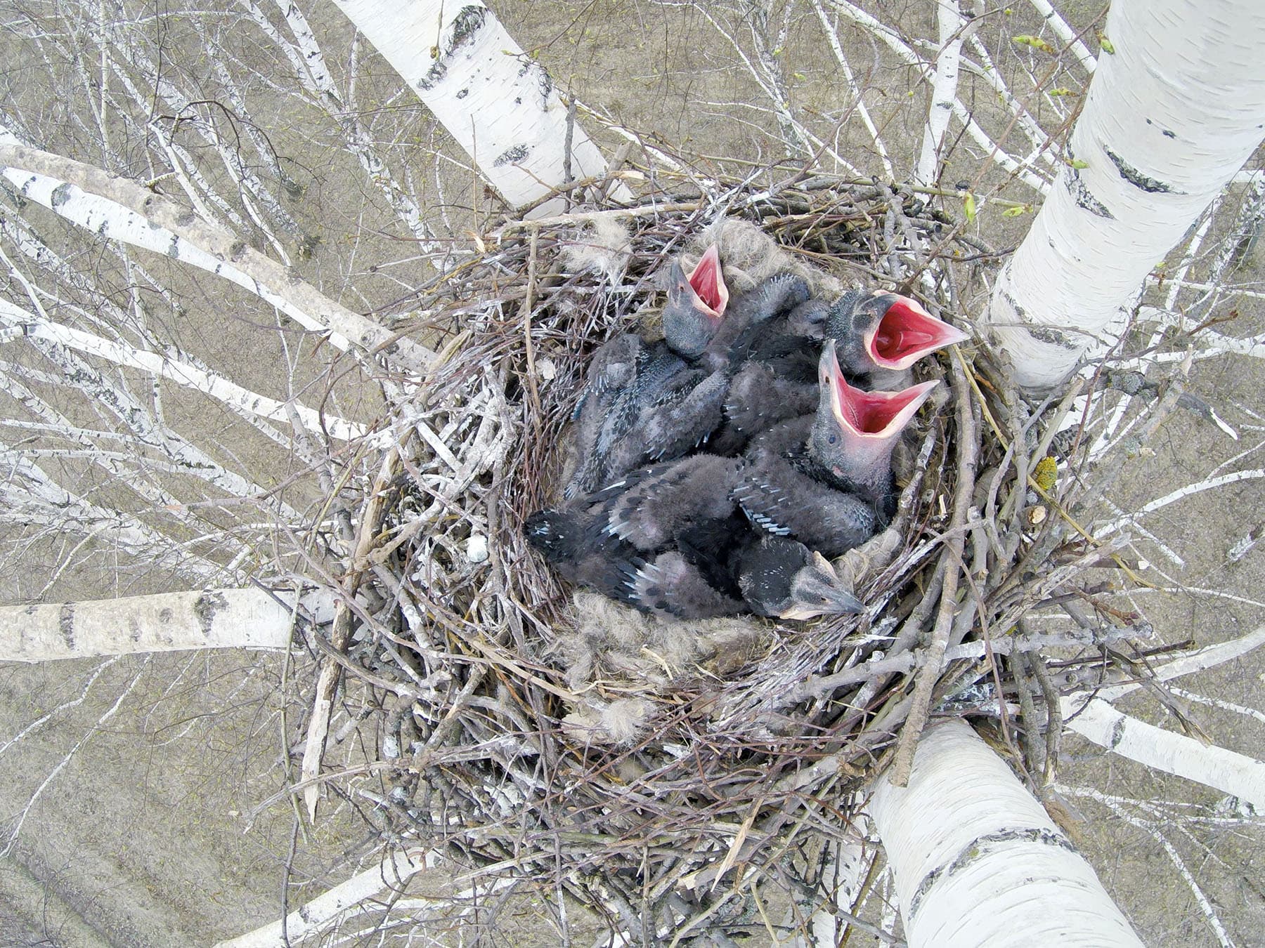 Raven chicks in nest