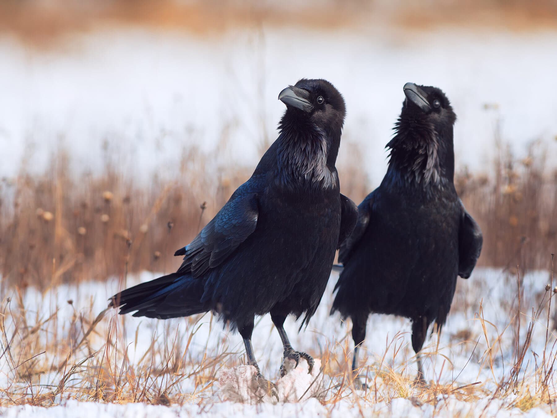 Raven courtship