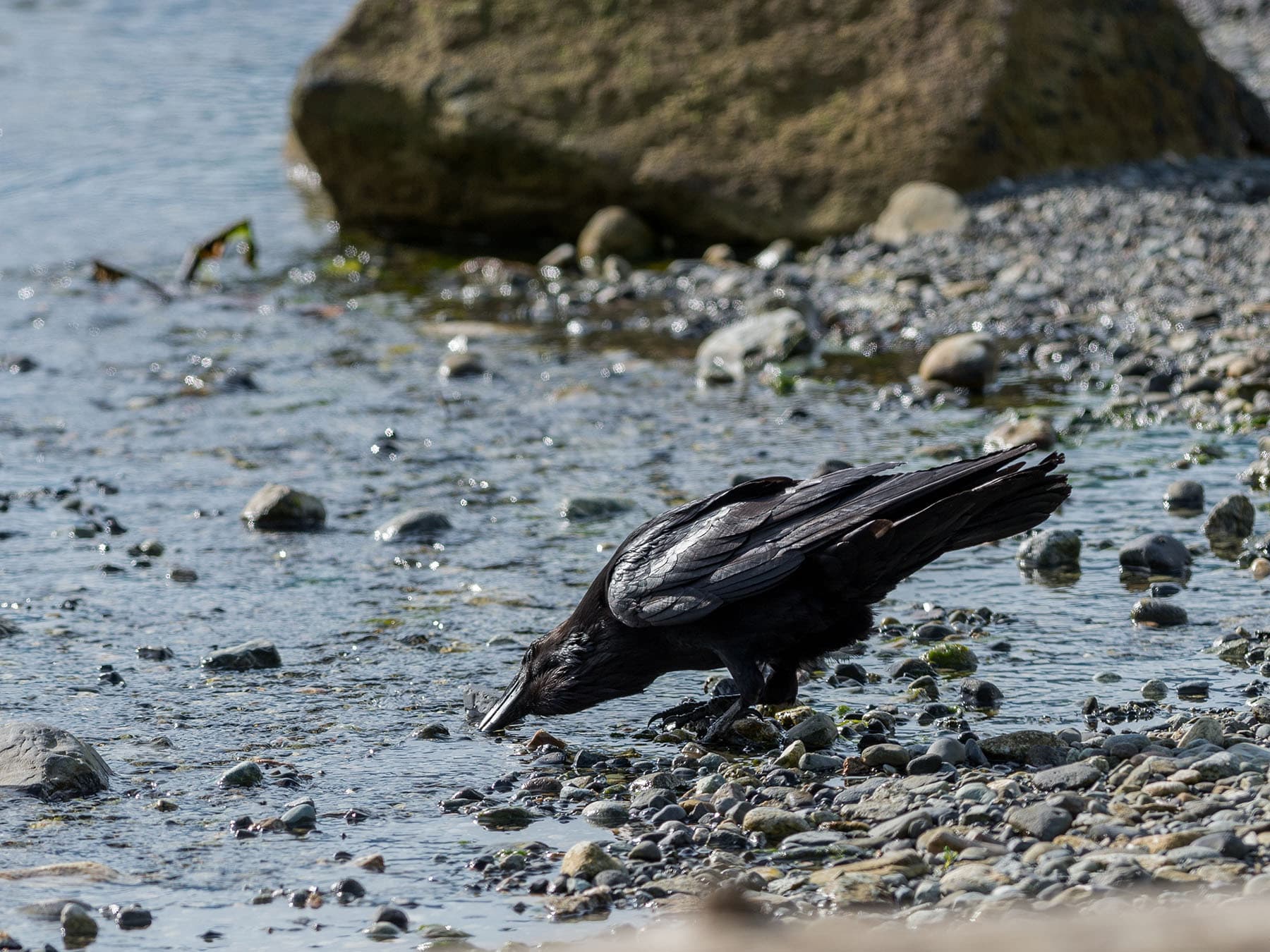 Raven drinking water
