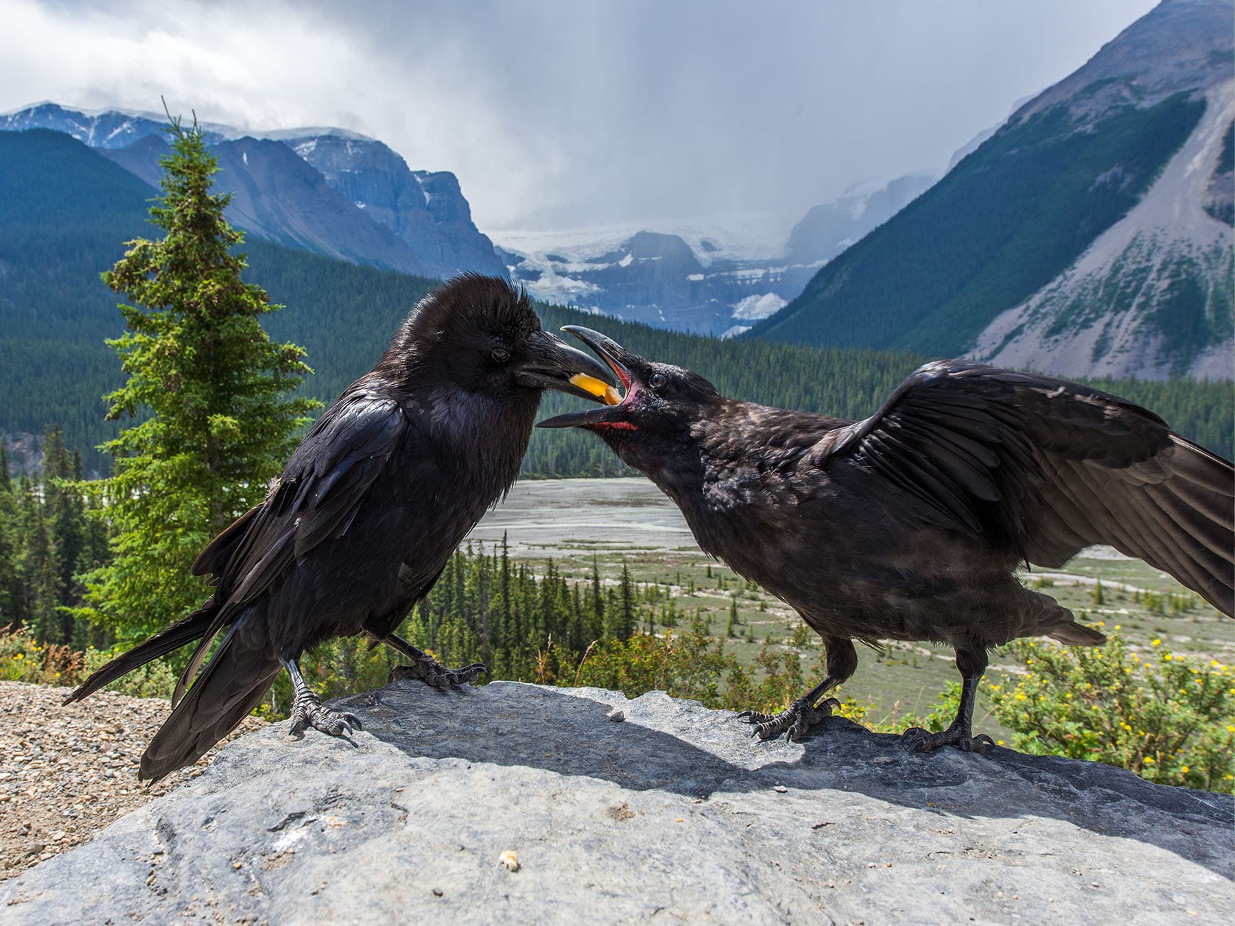 Raven feeding young