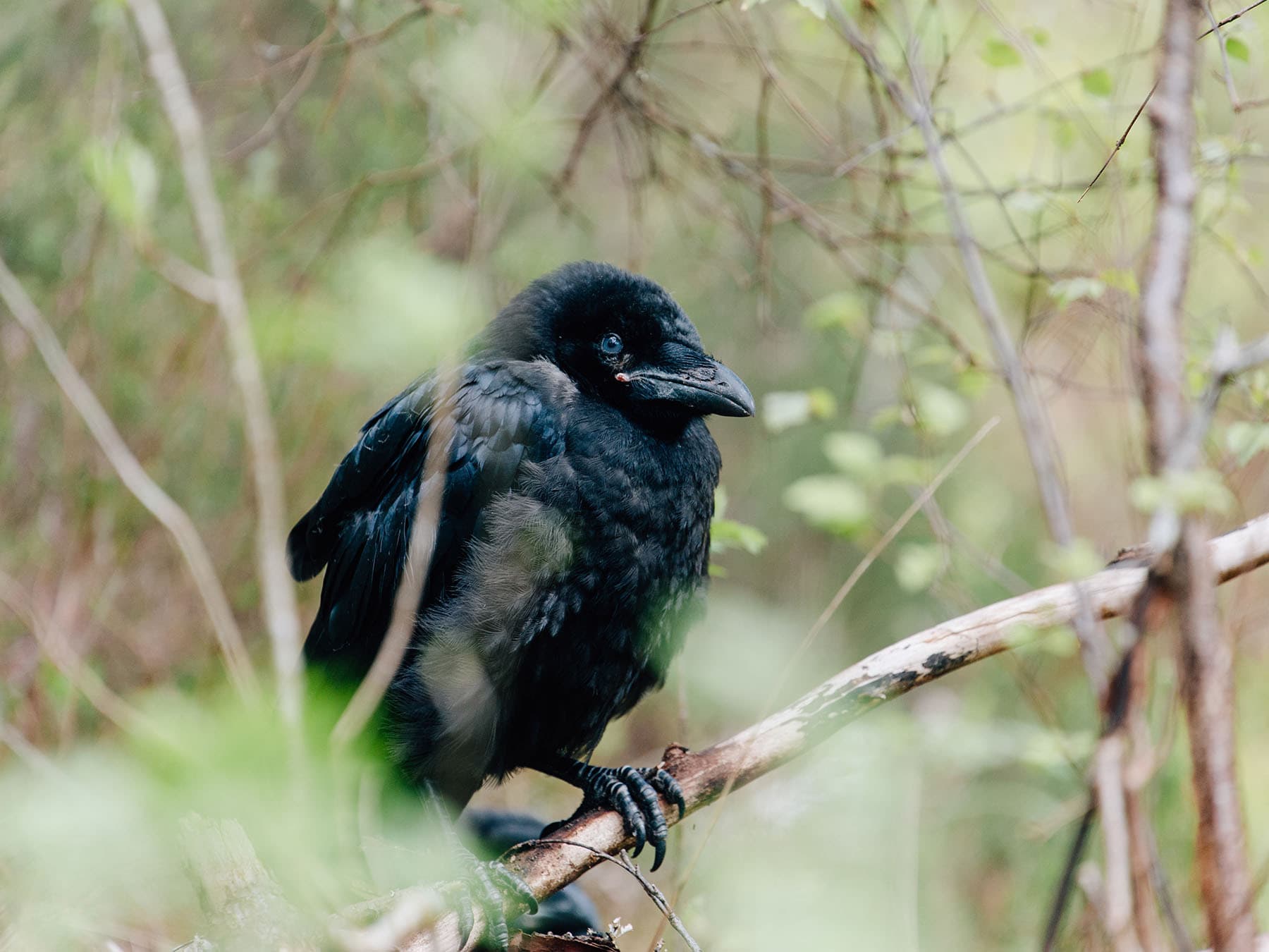 Raven fledgling