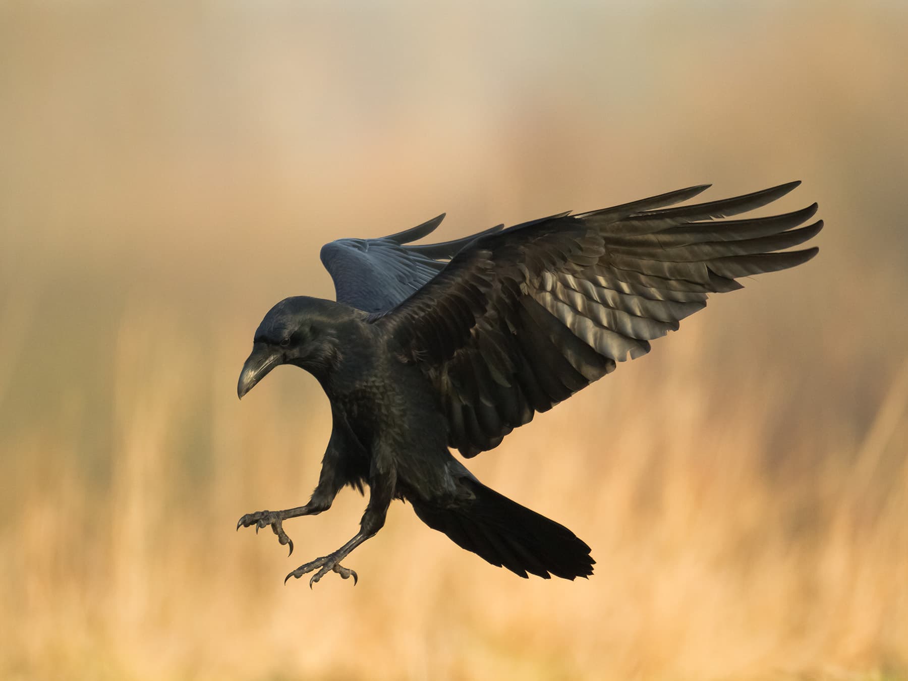 Raven in flight