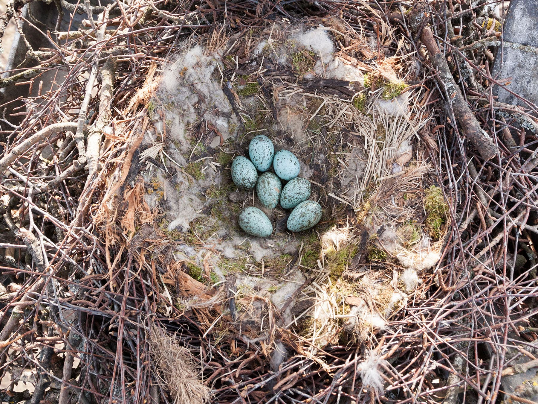 Raven nest with eggs