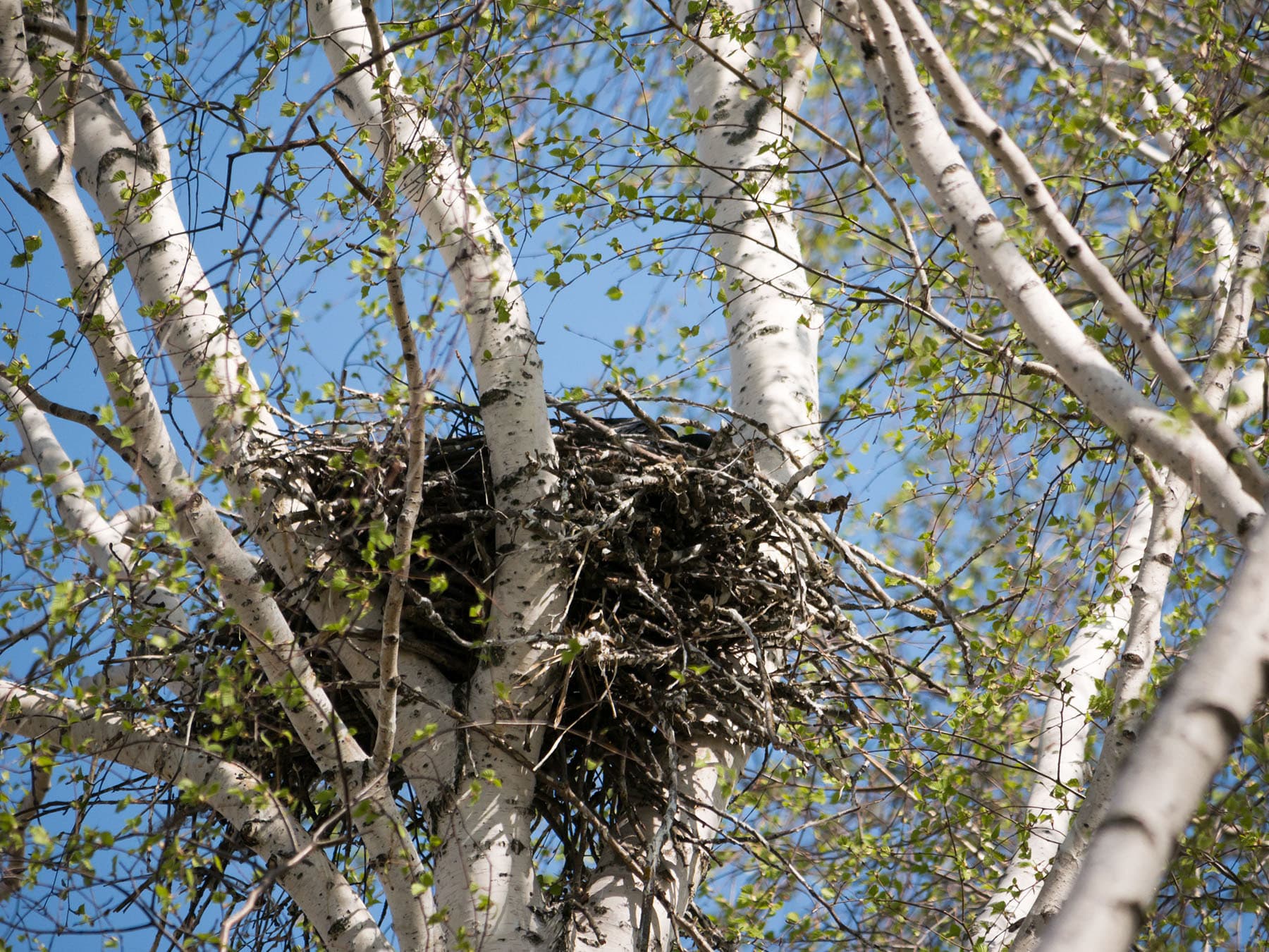 Raven nest