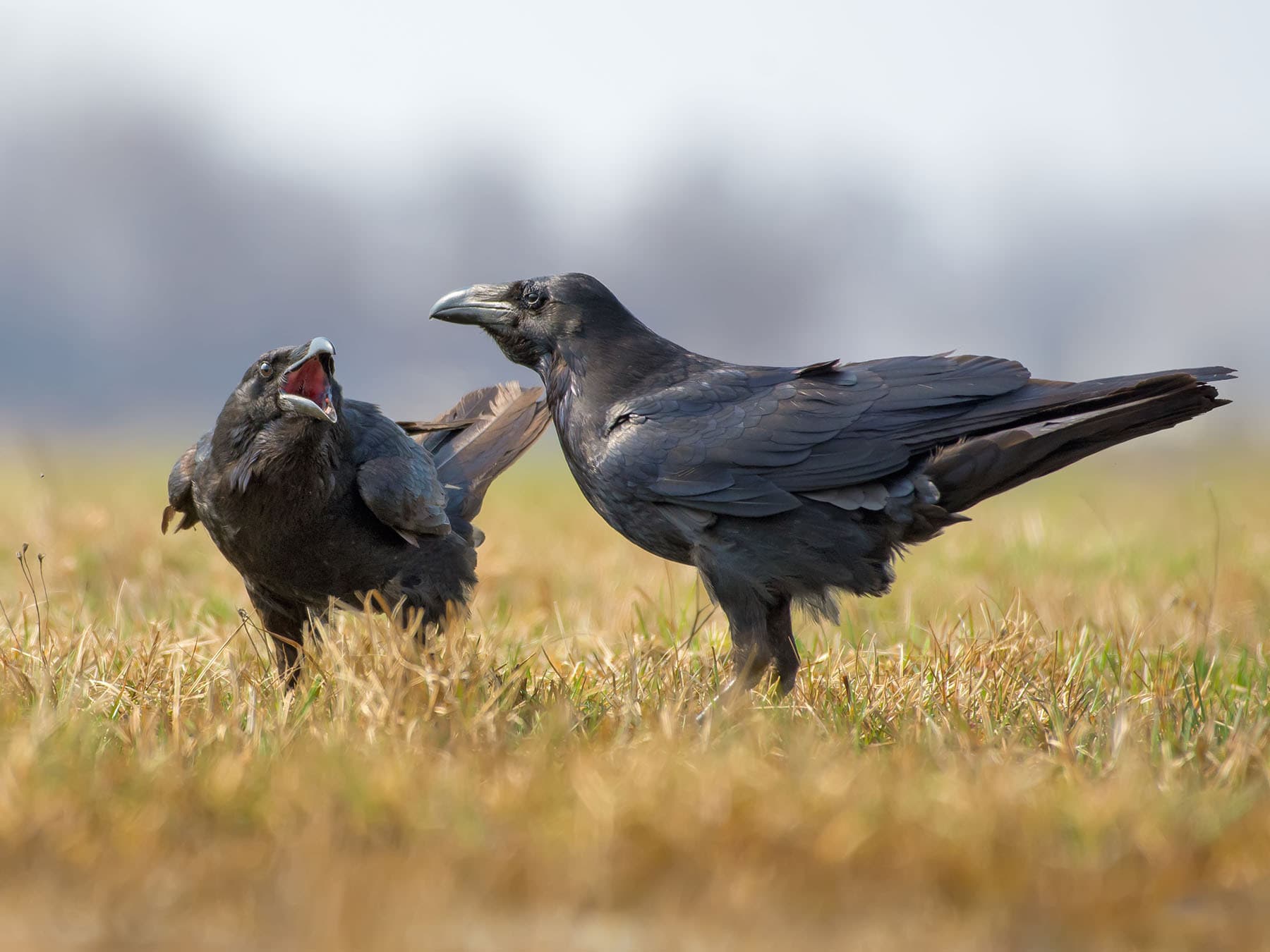 Raven Nesting (Behavior, Eggs + Location)