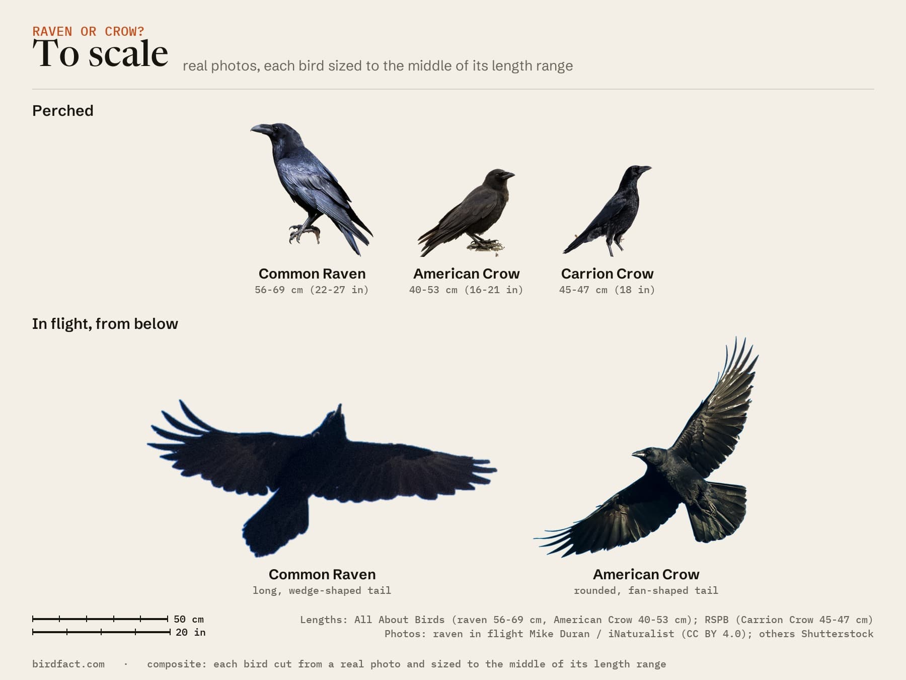 To scale: a Common Raven, an American Crow and a Carrion Crow perched, and a raven and an American Crow from below in flight. Each bird is cut from a real photo and sized to the middle of its published length range