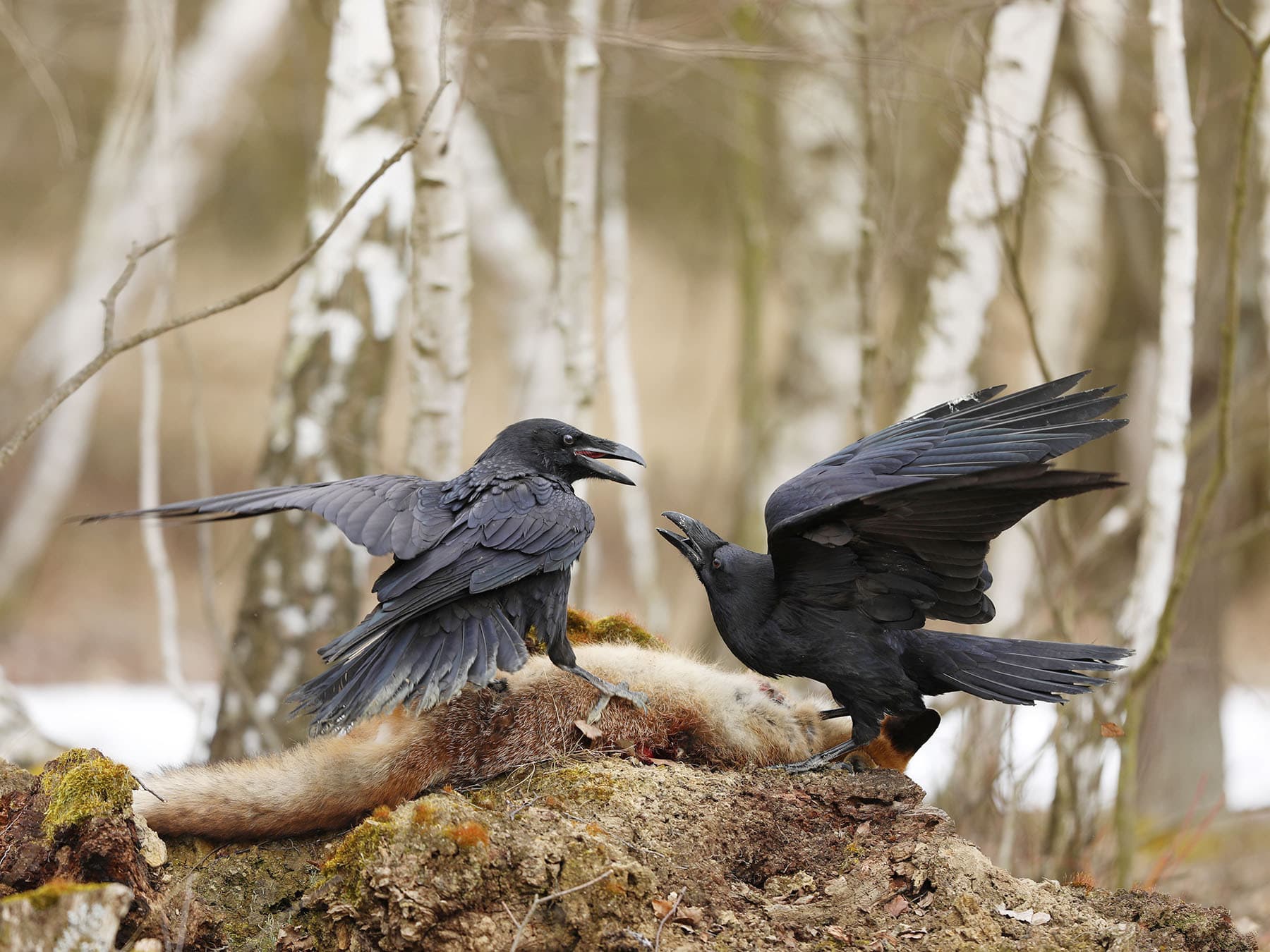 Ravens fighting over prey