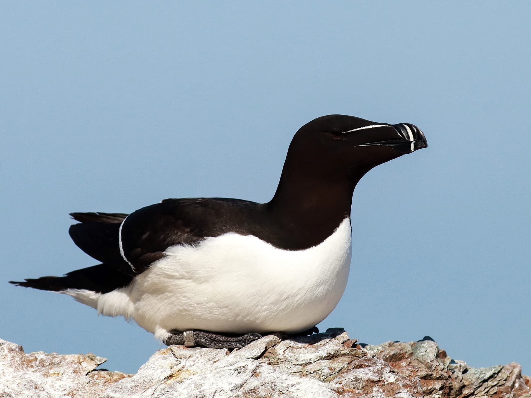 Razorbill resting on top of the rocks