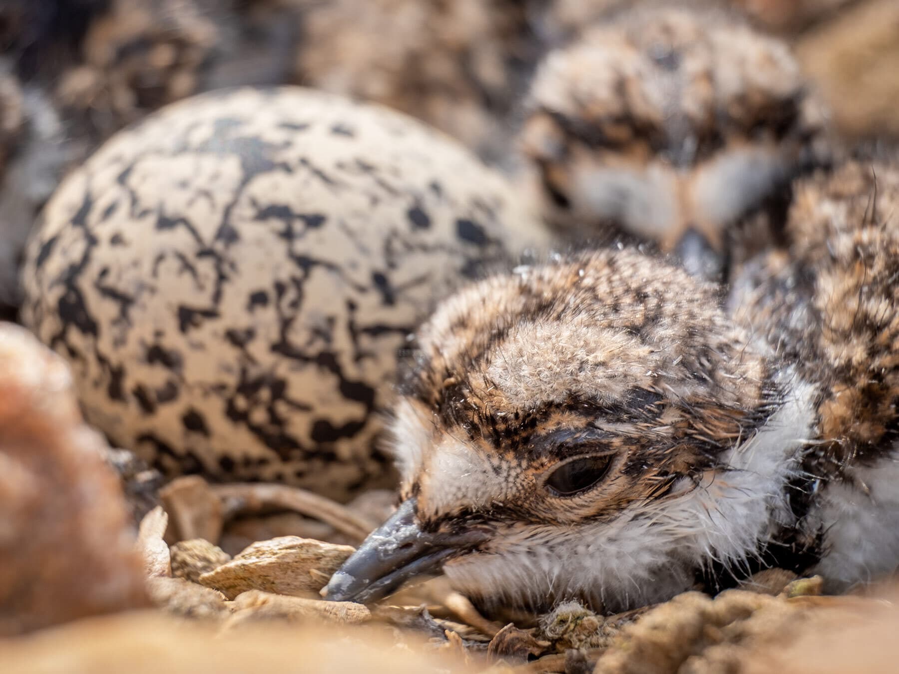 Recently hatched killdeer chick
