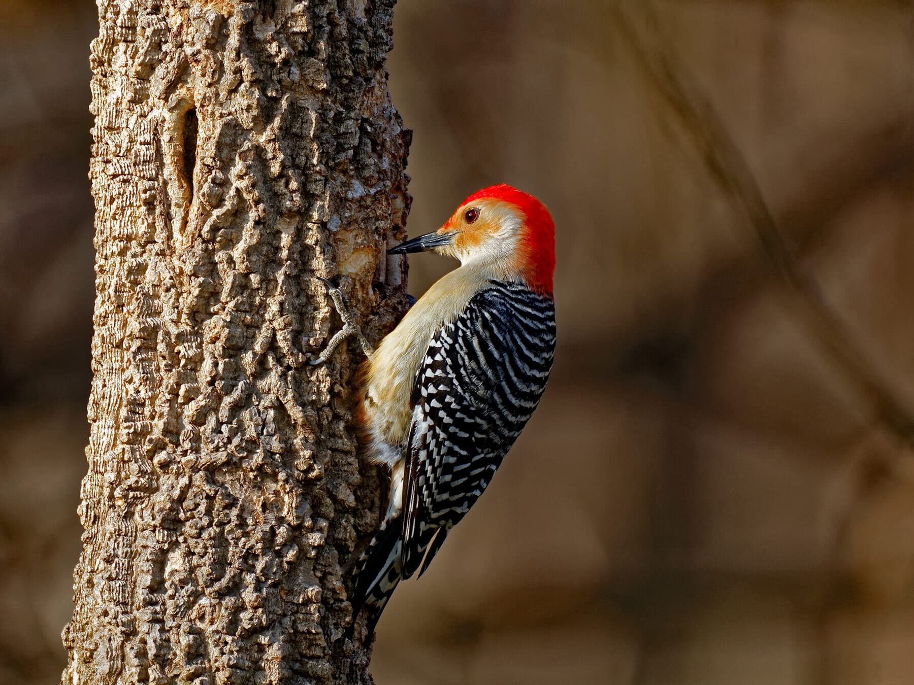 Red bellied woodpecker drumming