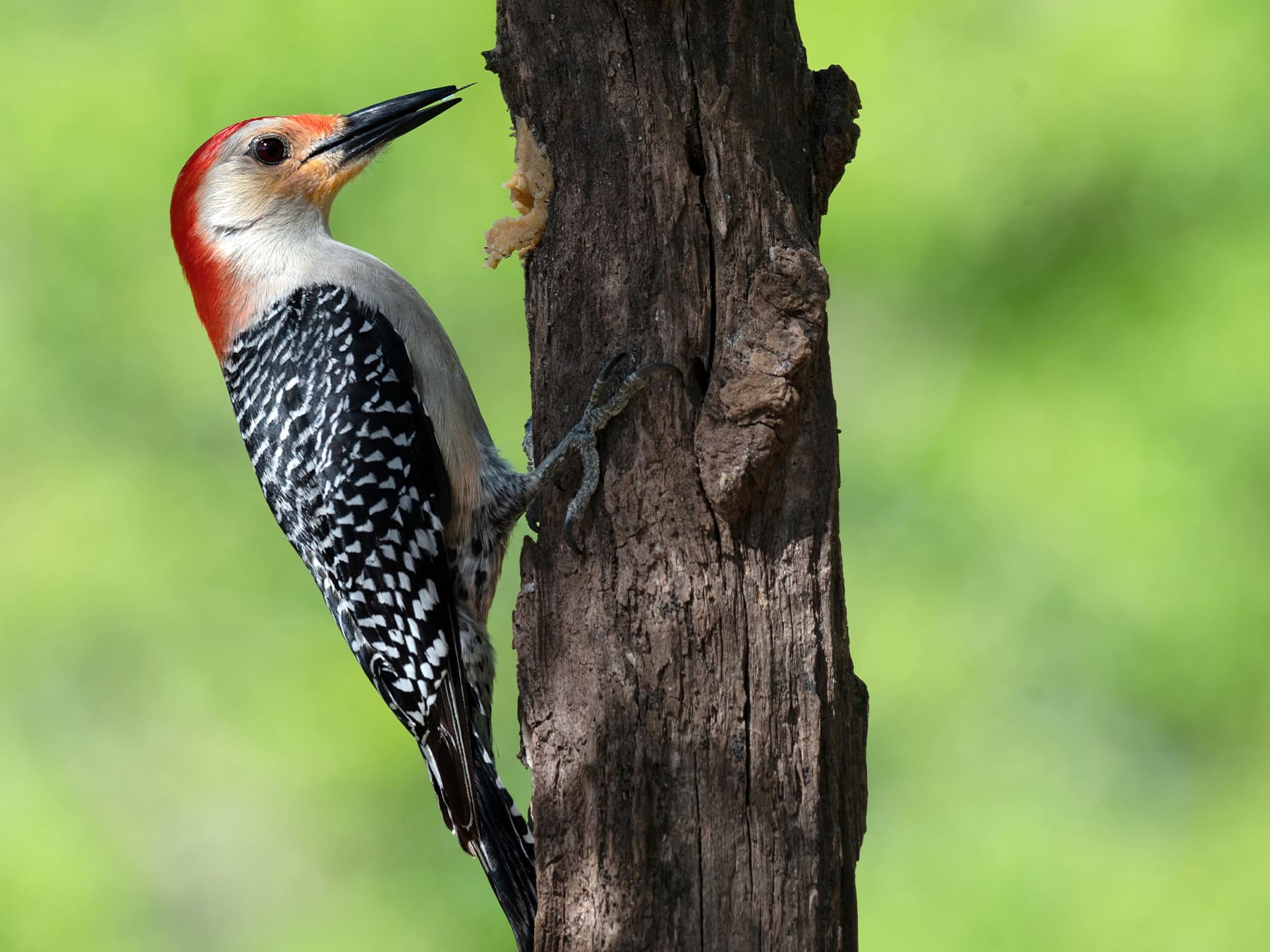 Red bellied woodpecker enjoying a meal