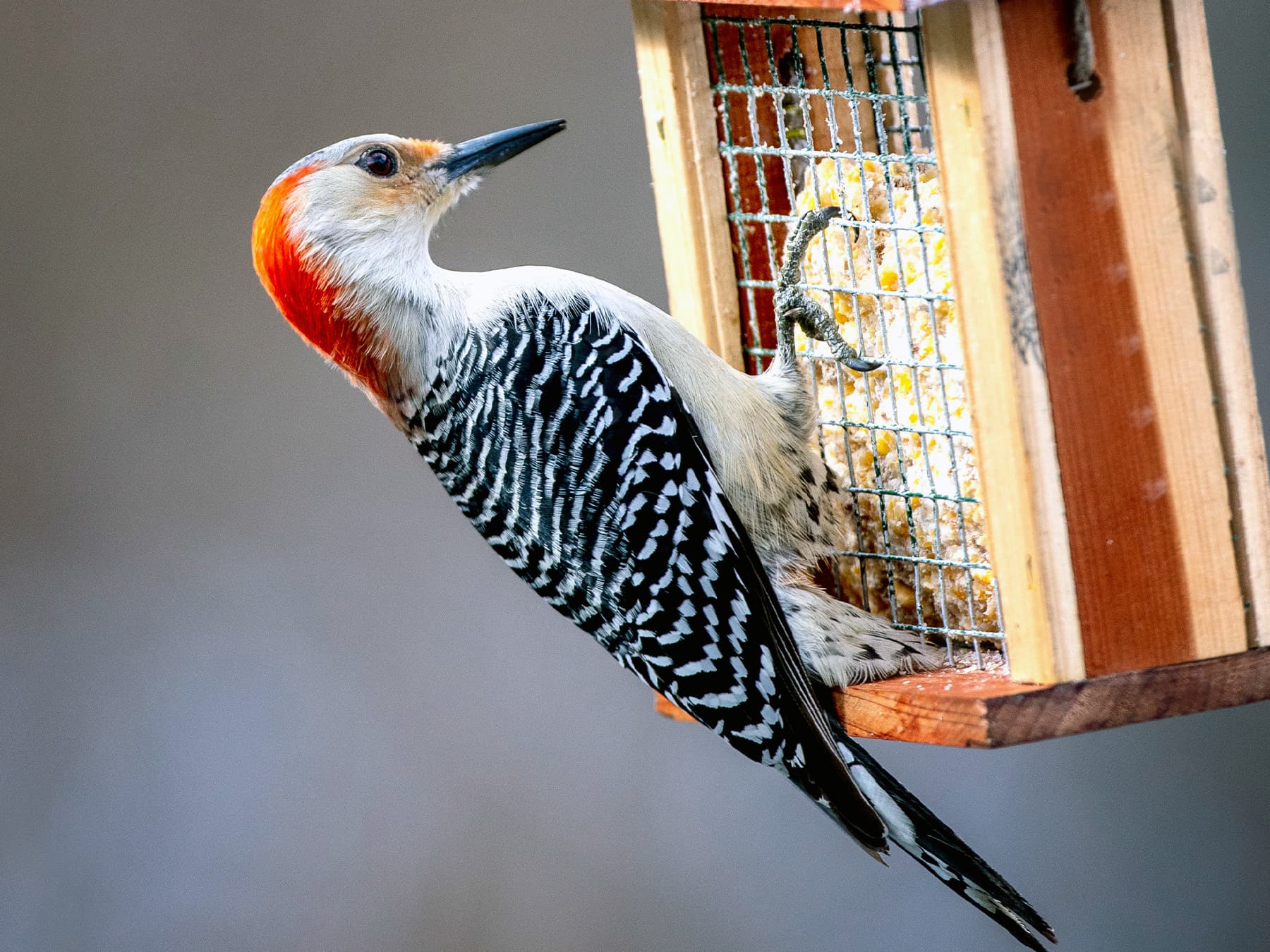 Red bellied woodpecker feeding on suet